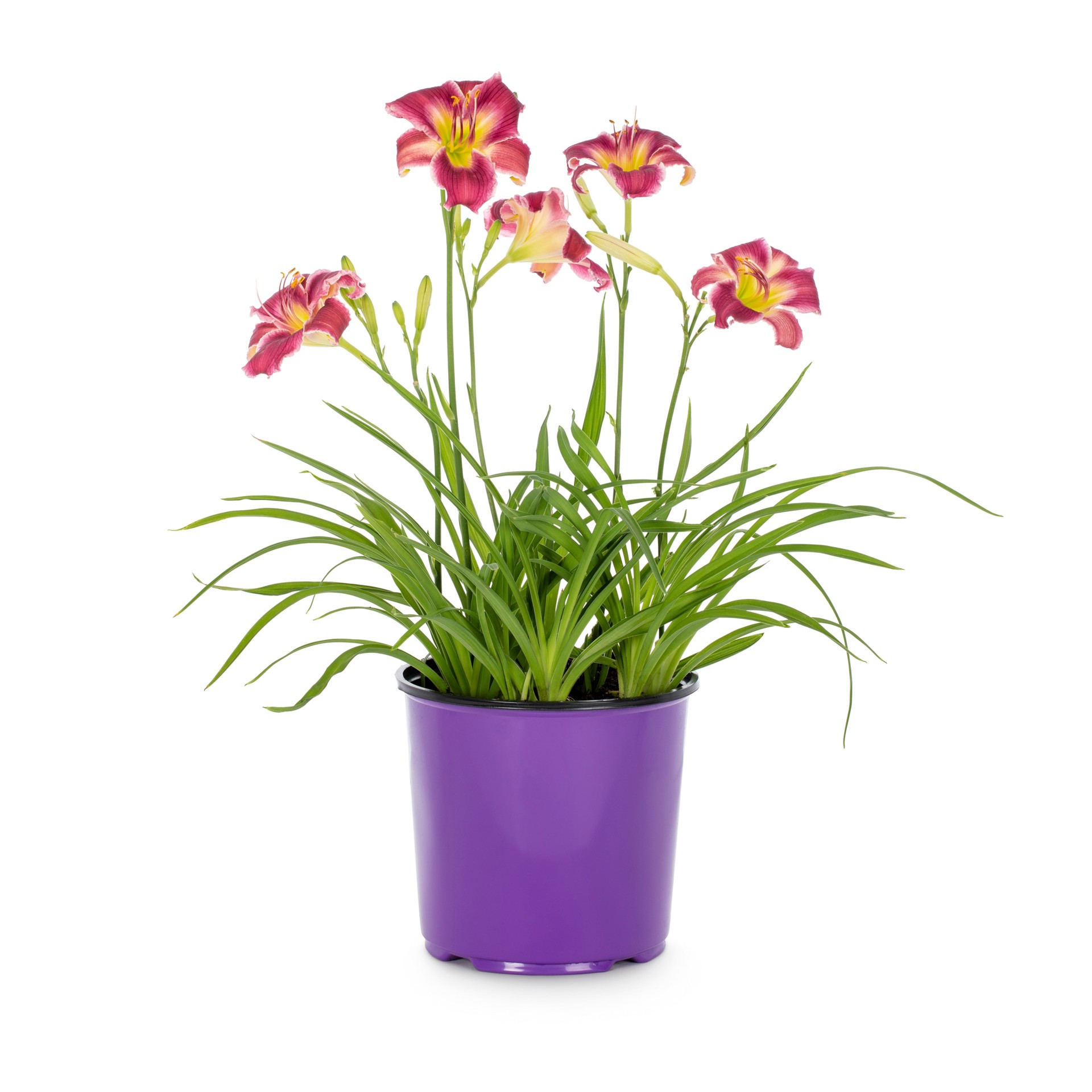 slide 3 of 6, Lowe's Multicolor Daylily Plant in 1.50 -Gallon Pot, 1 ct