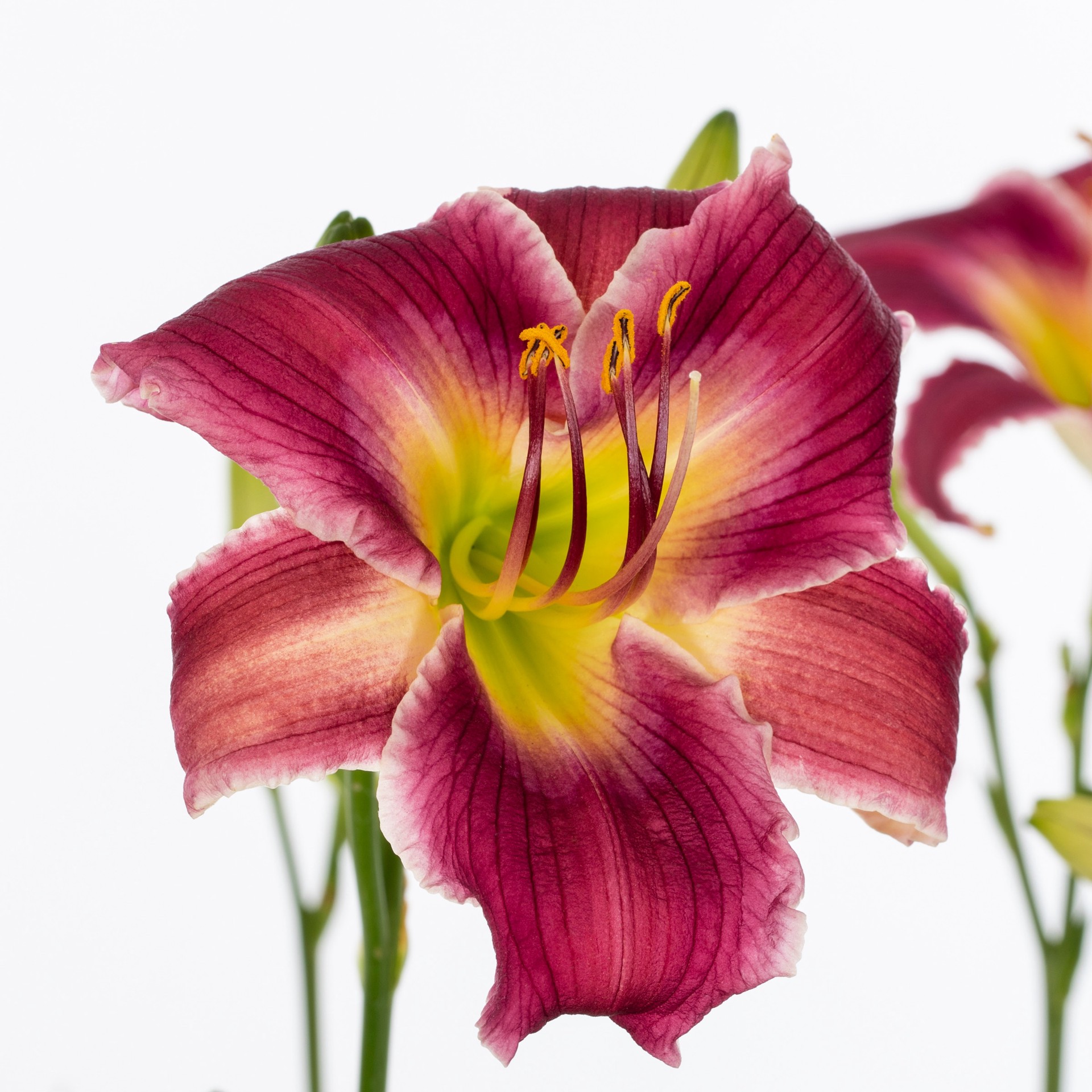 slide 4 of 6, Lowe's Multicolor Daylily Plant in 1.50 -Gallon Pot, 1 ct