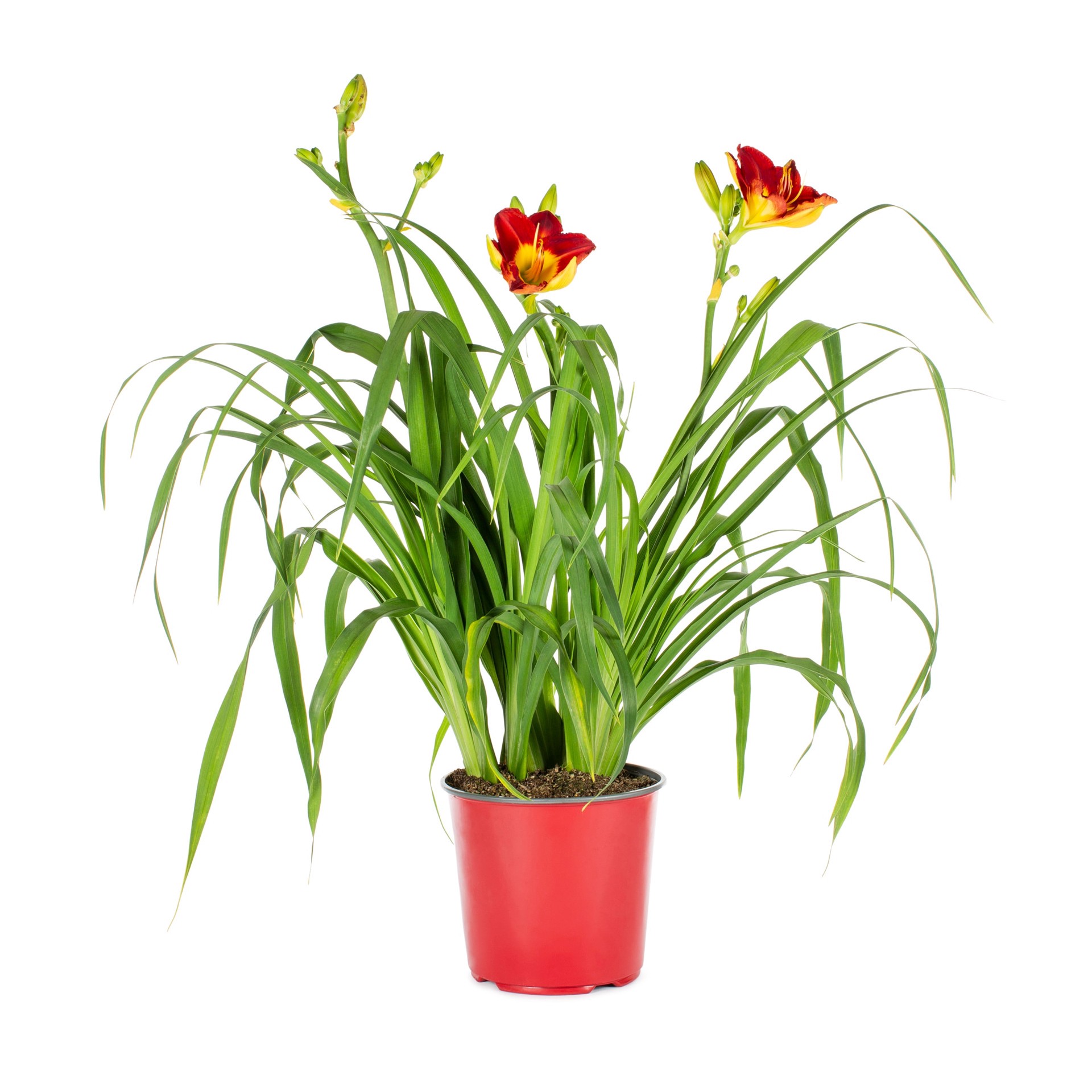 slide 5 of 6, Lowe's Multicolor Daylily Plant in 1.50 -Gallon Pot, 1 ct