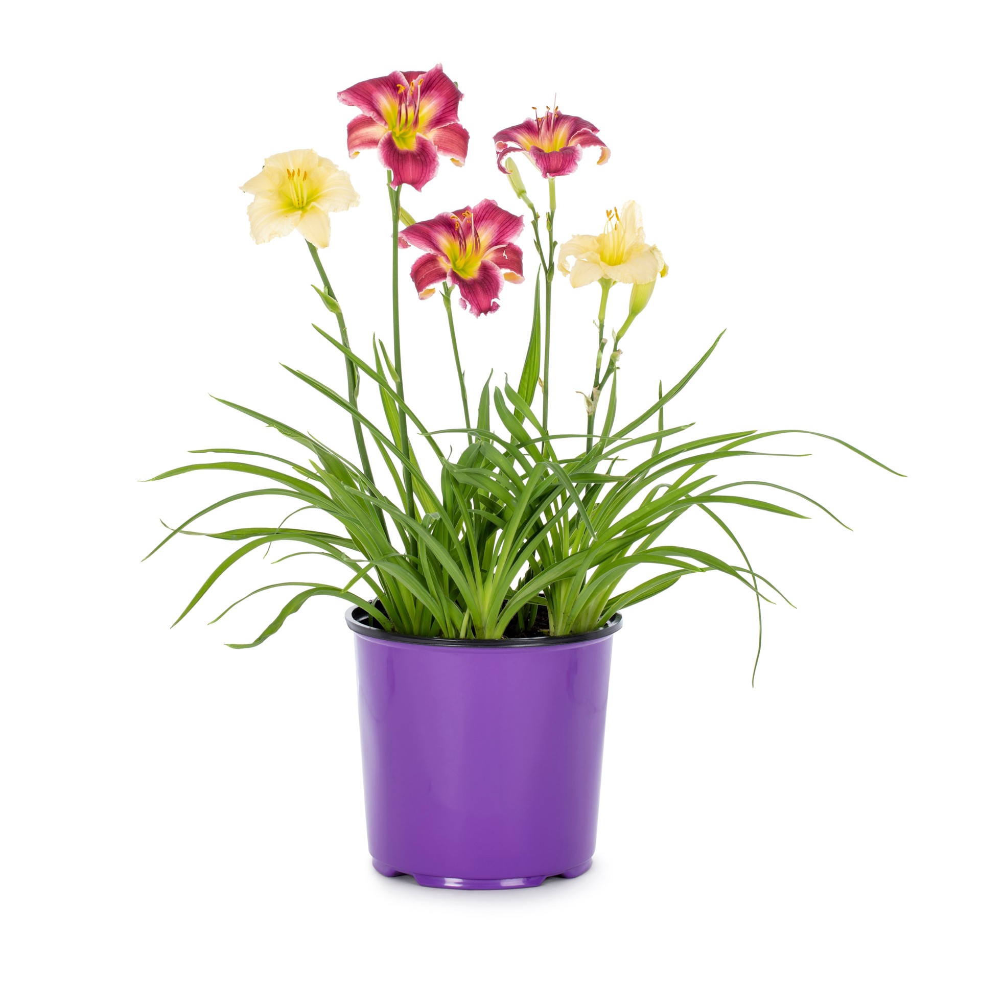 slide 1 of 6, Lowe's Multicolor Daylily Plant in 1.50 -Gallon Pot, 1 ct
