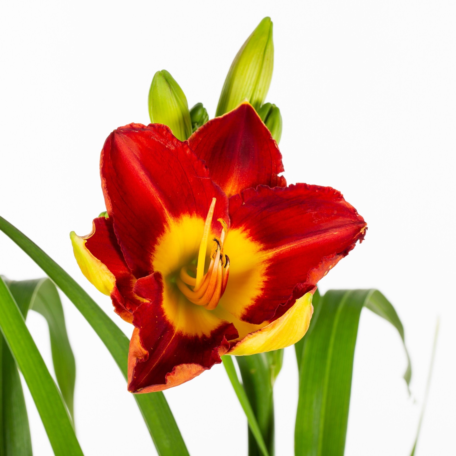 slide 6 of 6, Lowe's Multicolor Daylily Plant in 1.50 -Gallon Pot, 1 ct