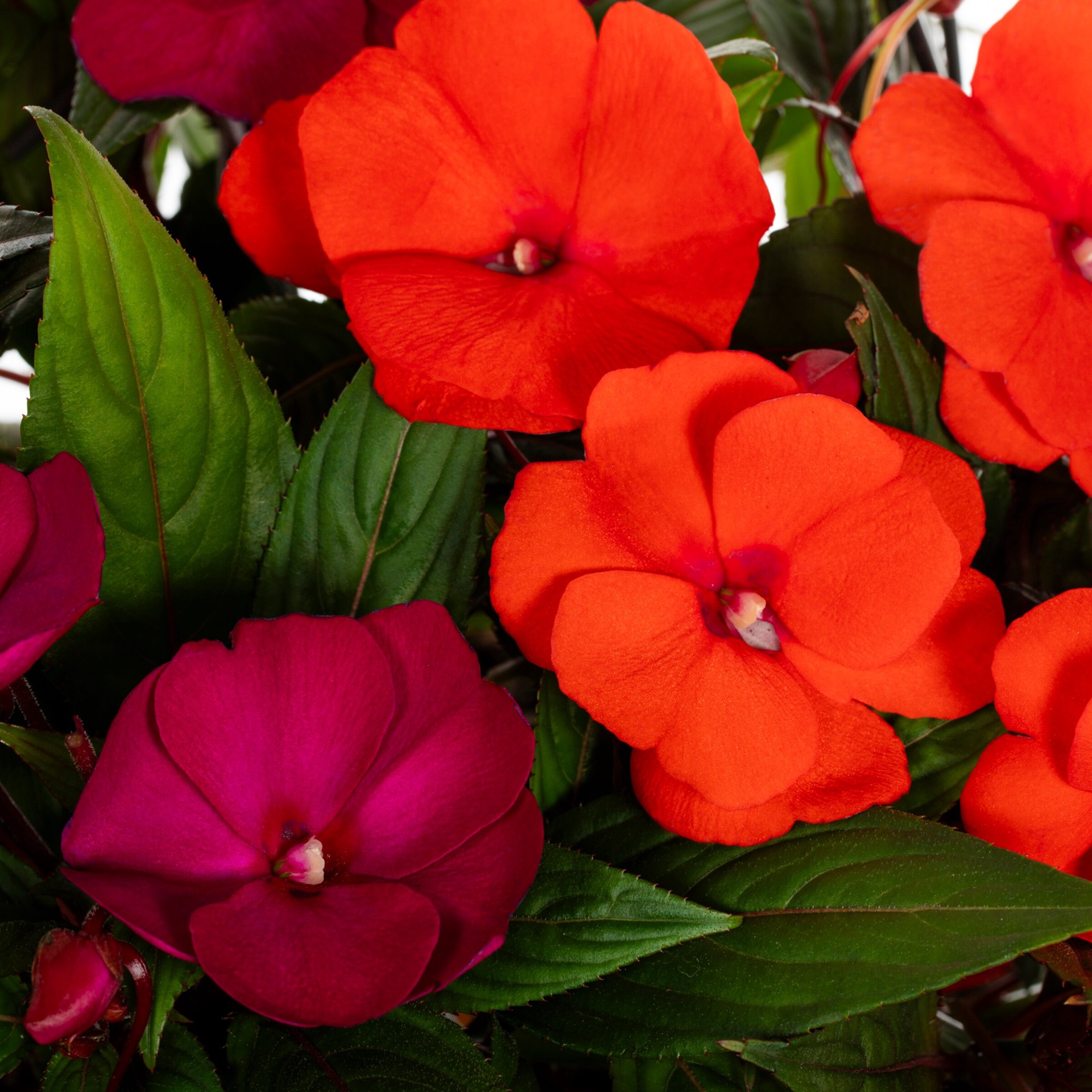 slide 2 of 2, Lowe's New Guinea Impatiens in 2.5-Gallon, 1 ct