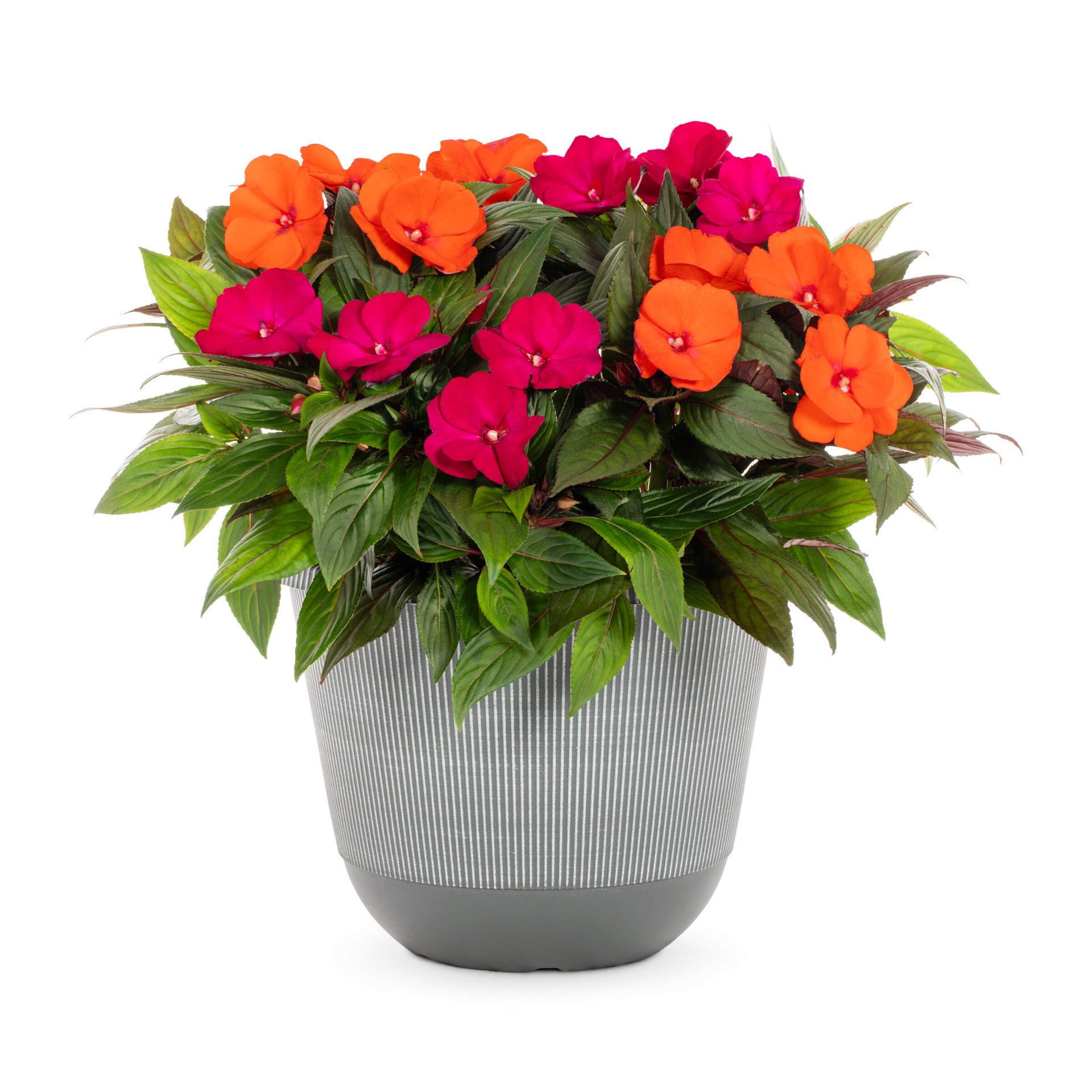 slide 1 of 2, Lowe's New Guinea Impatiens in 2.5-Gallon, 1 ct