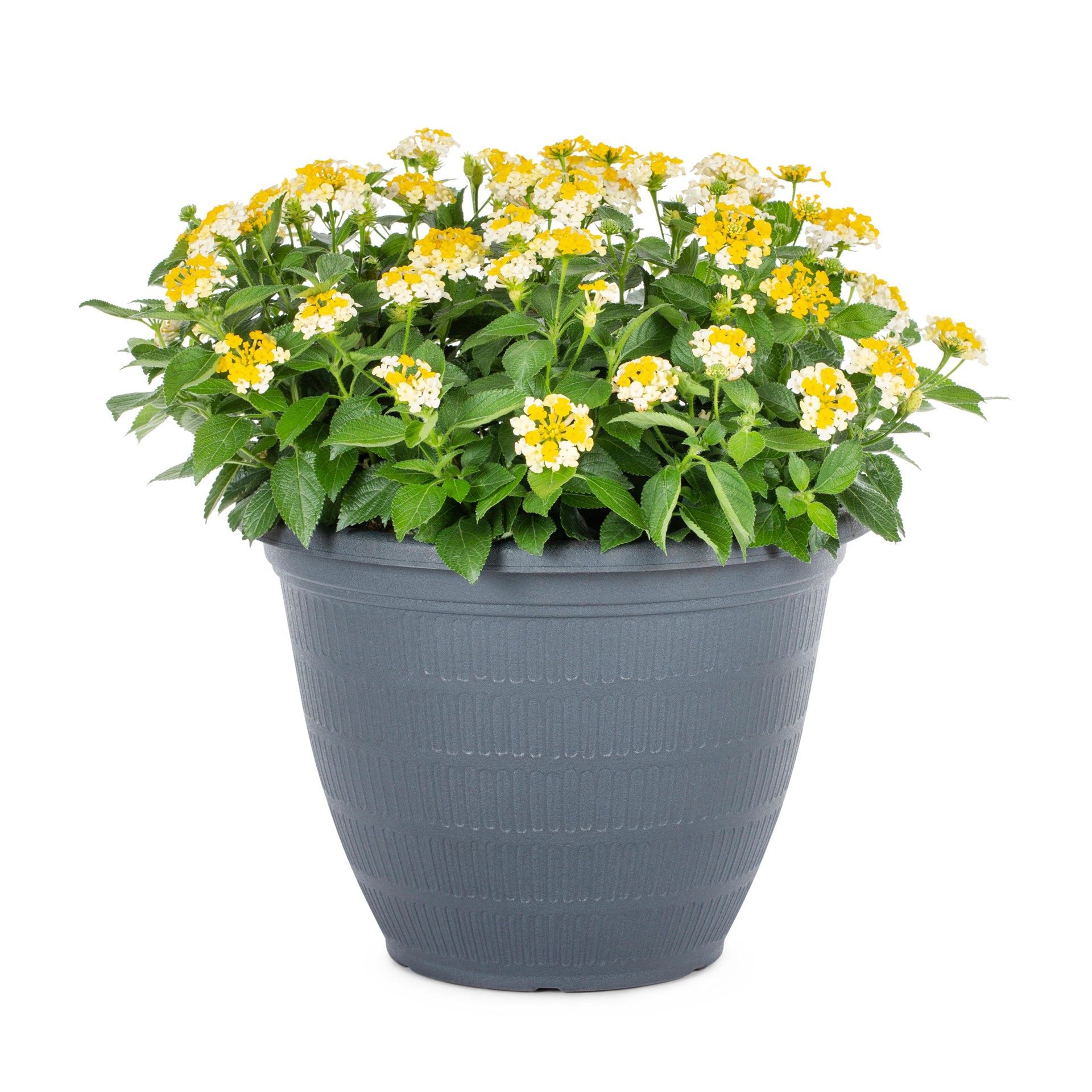 slide 3 of 4, Lowe's Lantana in 2.5-Gallon, 1 ct