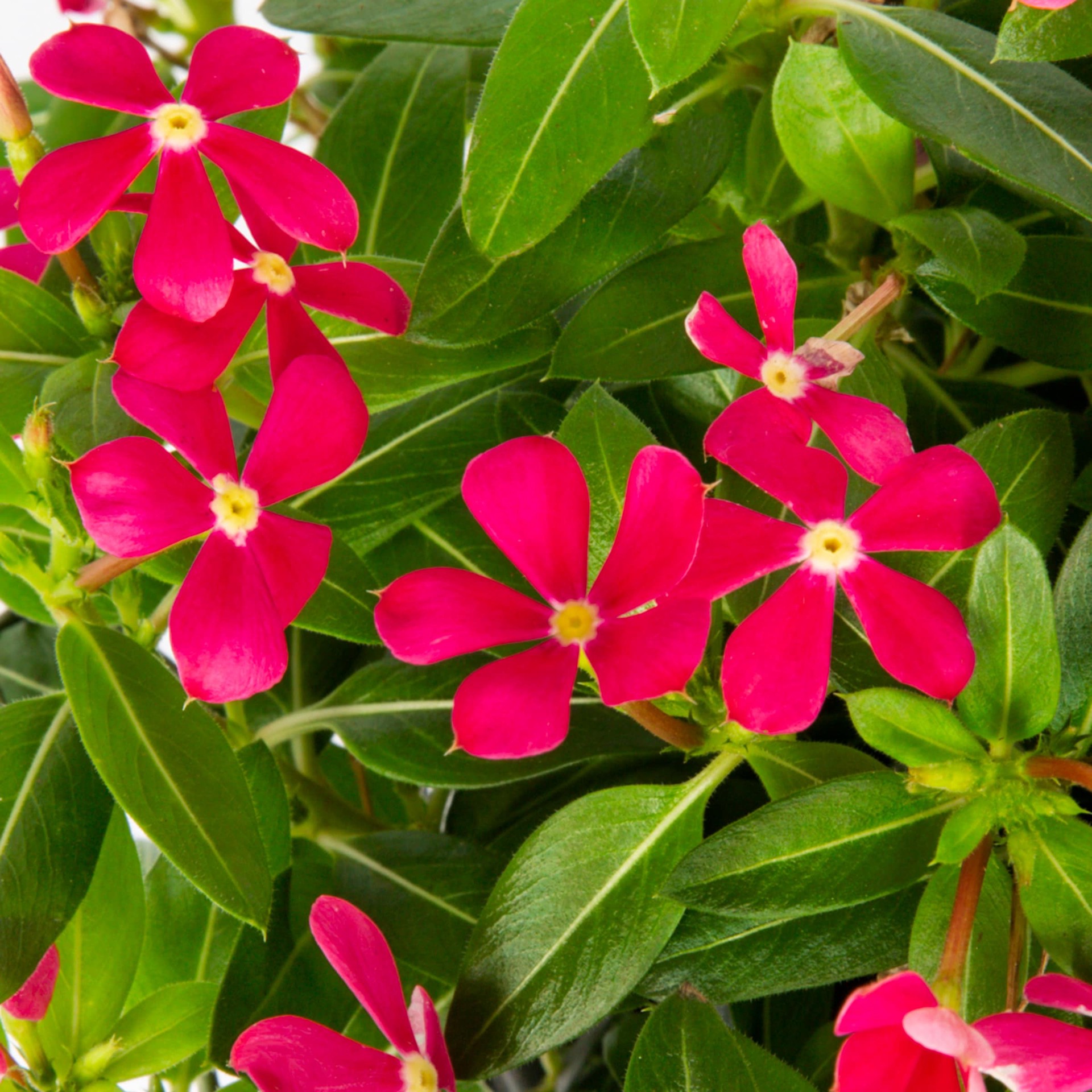 slide 2 of 3, Monrovia Vinca in 2.5-Quart, 1 ct