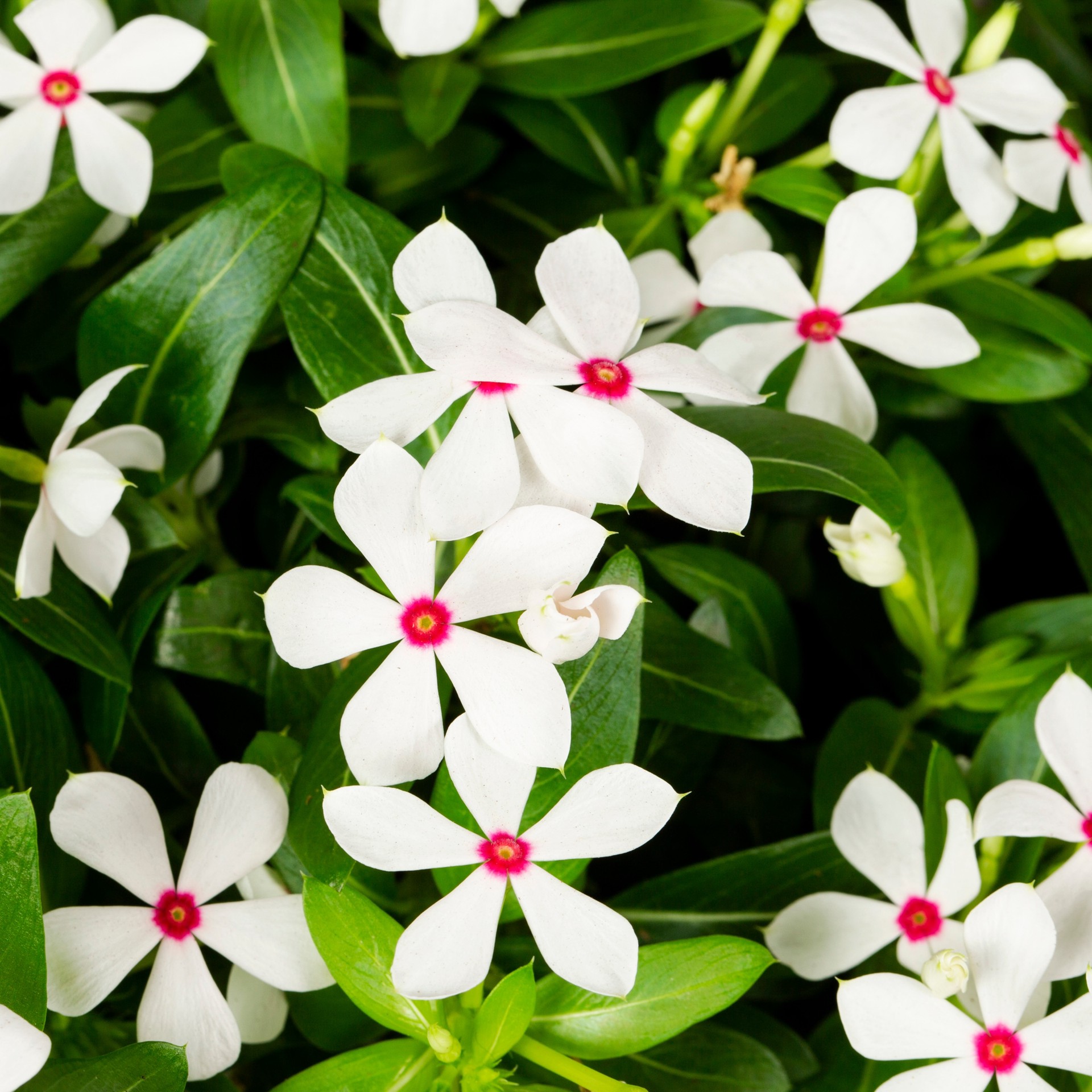 slide 3 of 3, Monrovia Vinca in 2.5-Quart, 1 ct