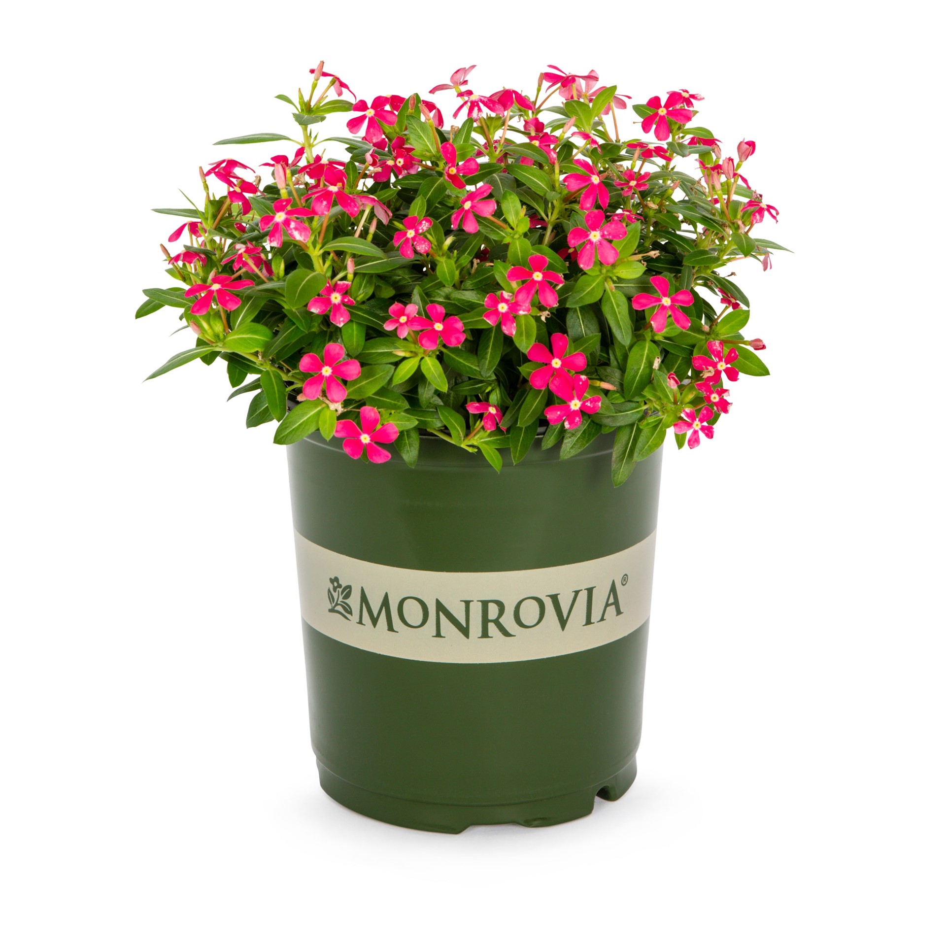 slide 1 of 3, Monrovia Vinca in 2.5-Quart, 1 ct