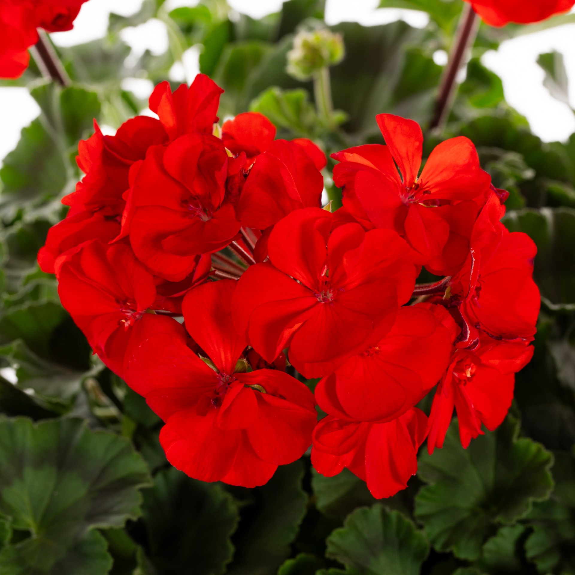 slide 2 of 5, Lowe's Blue Azure Rush Cranesbill in 2.5-Gallon Planter, 1 ct