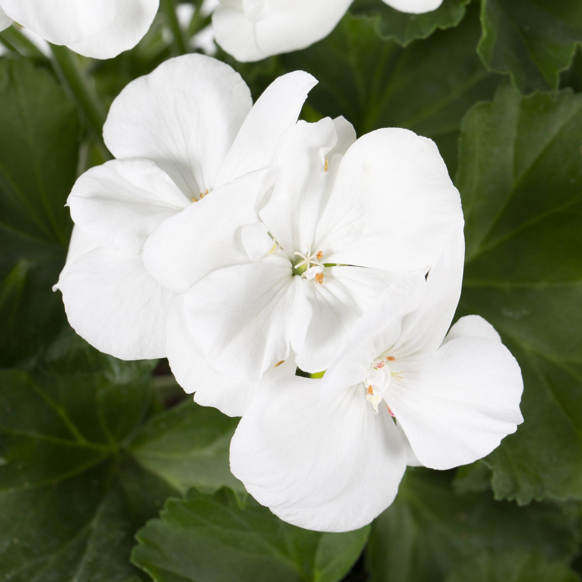 slide 3 of 5, Lowe's Blue Azure Rush Cranesbill in 2.5-Gallon Planter, 1 ct