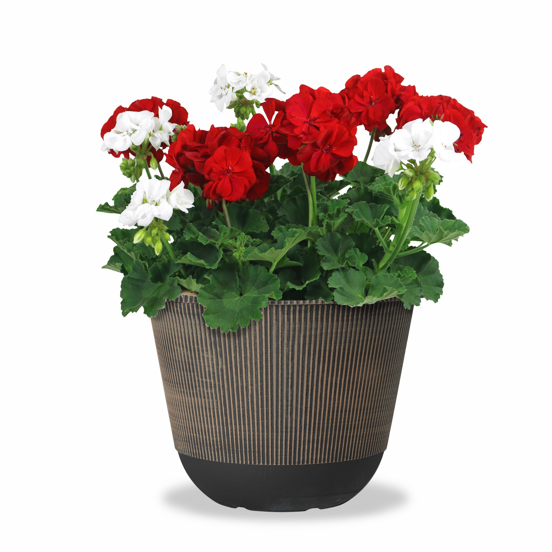 slide 1 of 5, Lowe's Blue Azure Rush Cranesbill in 2.5-Gallon Planter, 1 ct