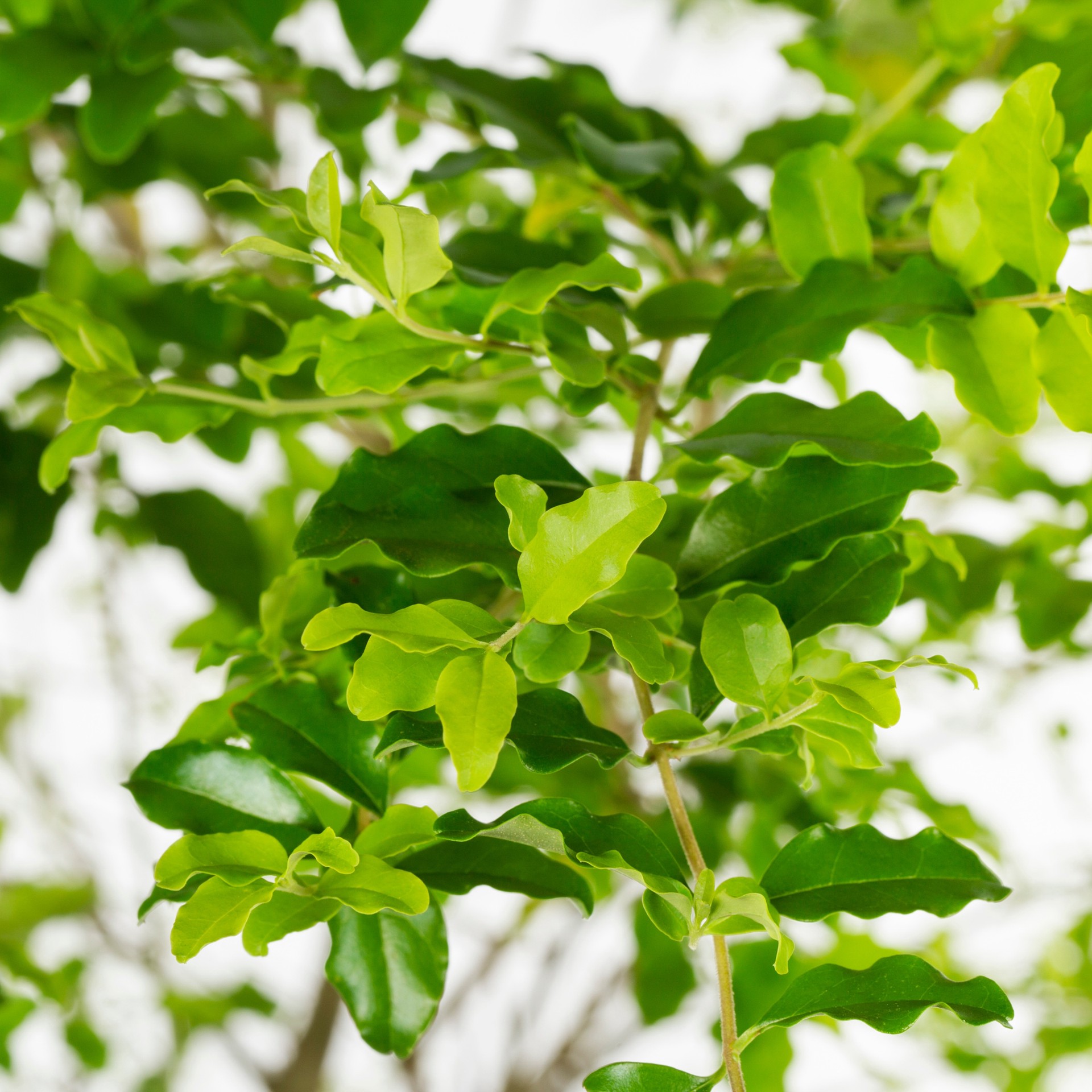 slide 2 of 2, Lowe's Sunshine Ligustrum Shrub in 3 -Gallon, 1 ct