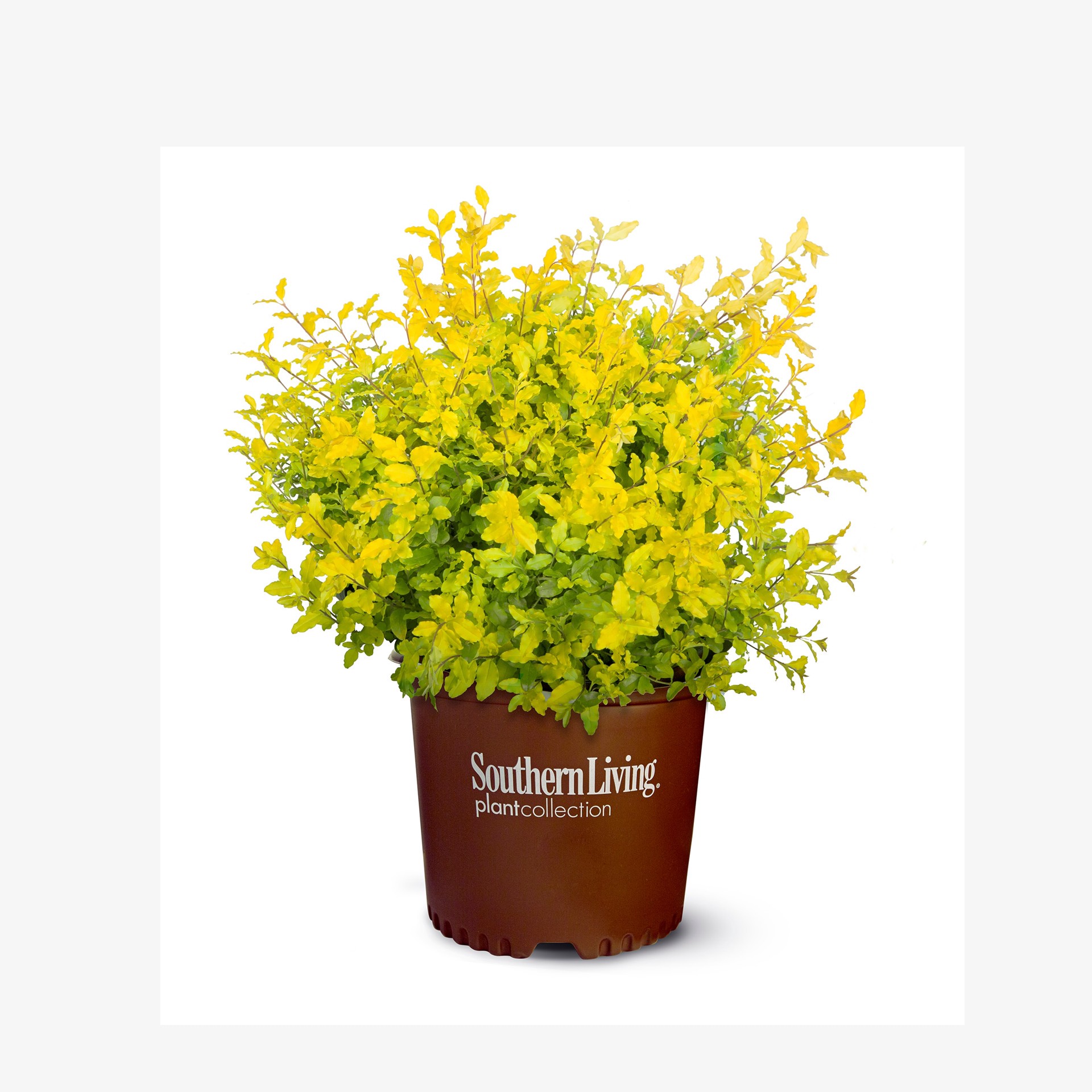 slide 1 of 2, Lowe's Sunshine Ligustrum Shrub in 3 -Gallon, 1 ct