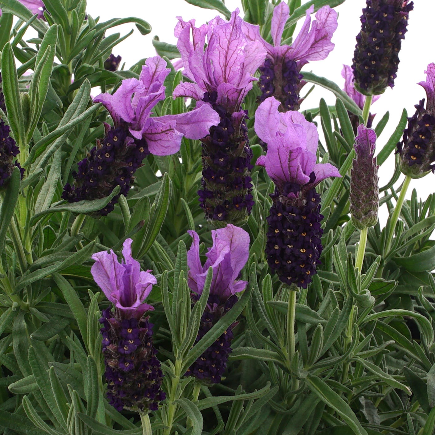 slide 2 of 4, Lowe's Purple Spanish Lavender Plant in 2.25 -Gallon Pot 1.0 -Pack, 1 ct