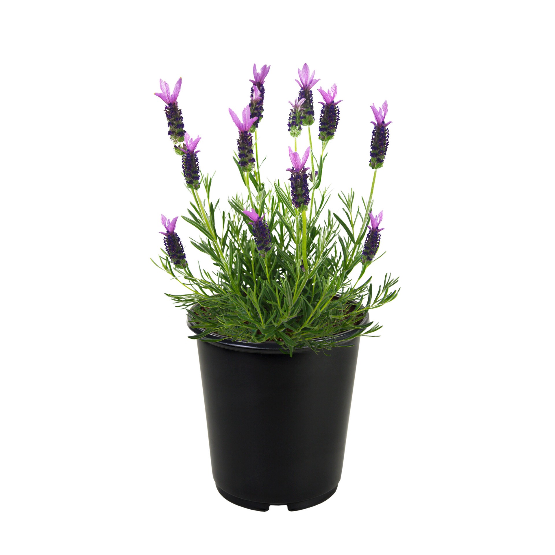 slide 1 of 4, Lowe's Purple Spanish Lavender Plant in 2.25 -Gallon Pot 1.0 -Pack, 1 ct