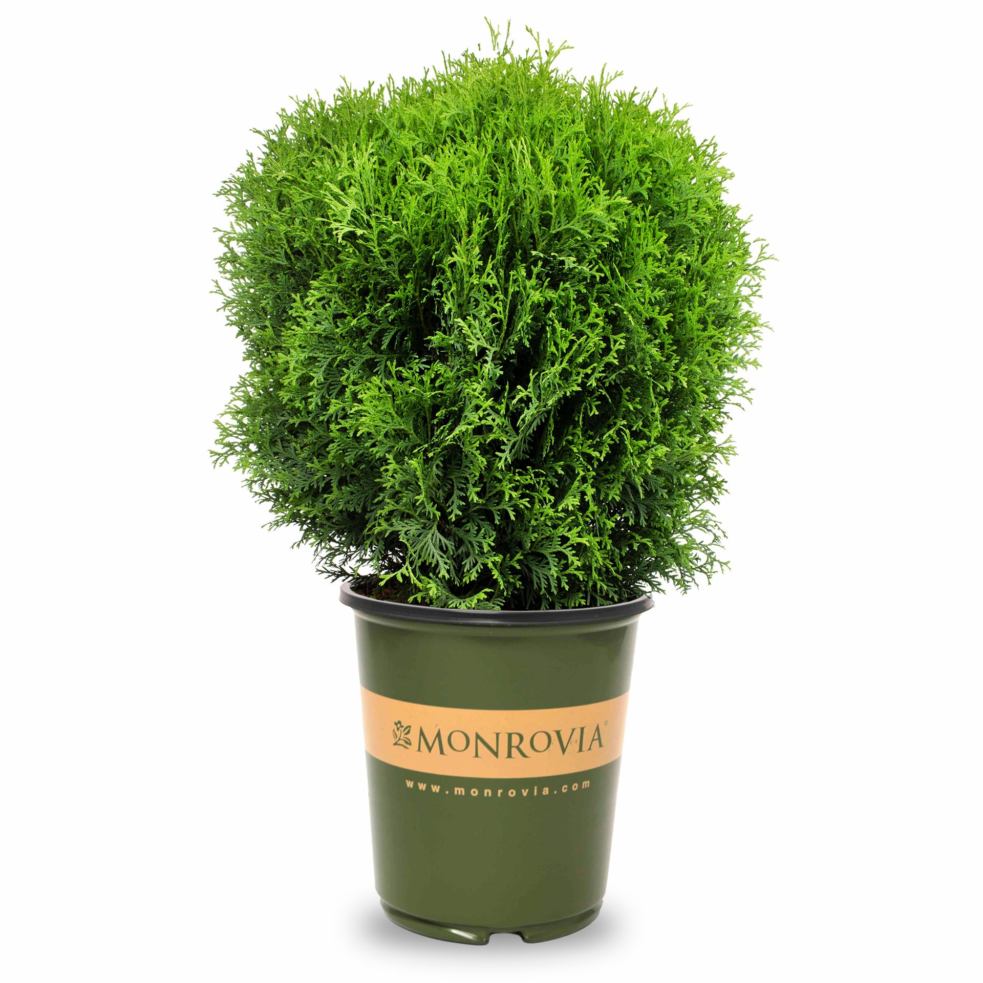 slide 1 of 4, Monrovia Little Giant Dwarf Arborvitae Foundation/Hedge Shrub in 2.6 -Quart Pot 1 -Pack, 1 ct