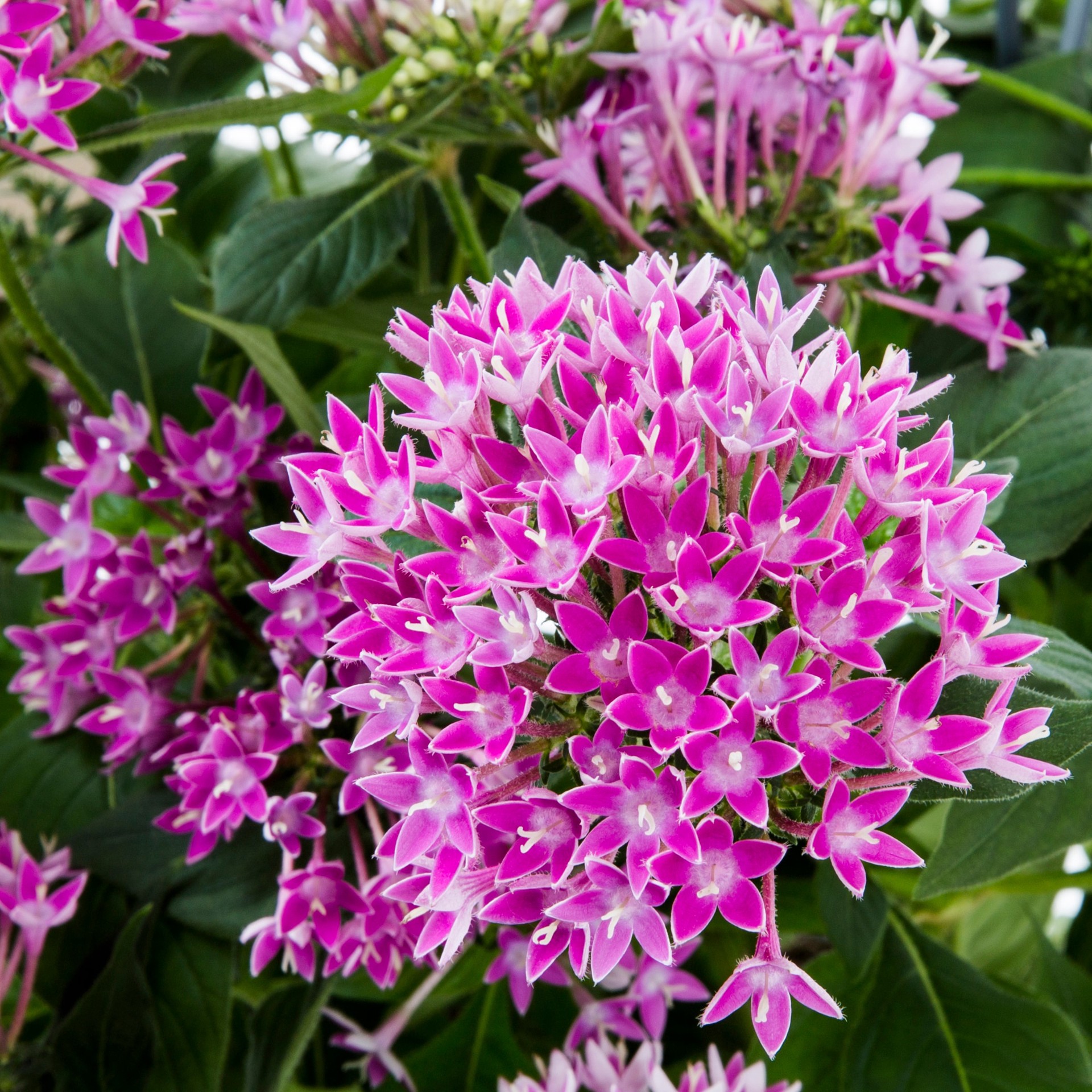 slide 2 of 5, Lowe's Multicolor Pentas in 1.5 Gallon(s) Hanging basket 3 -Pack, 1 ct