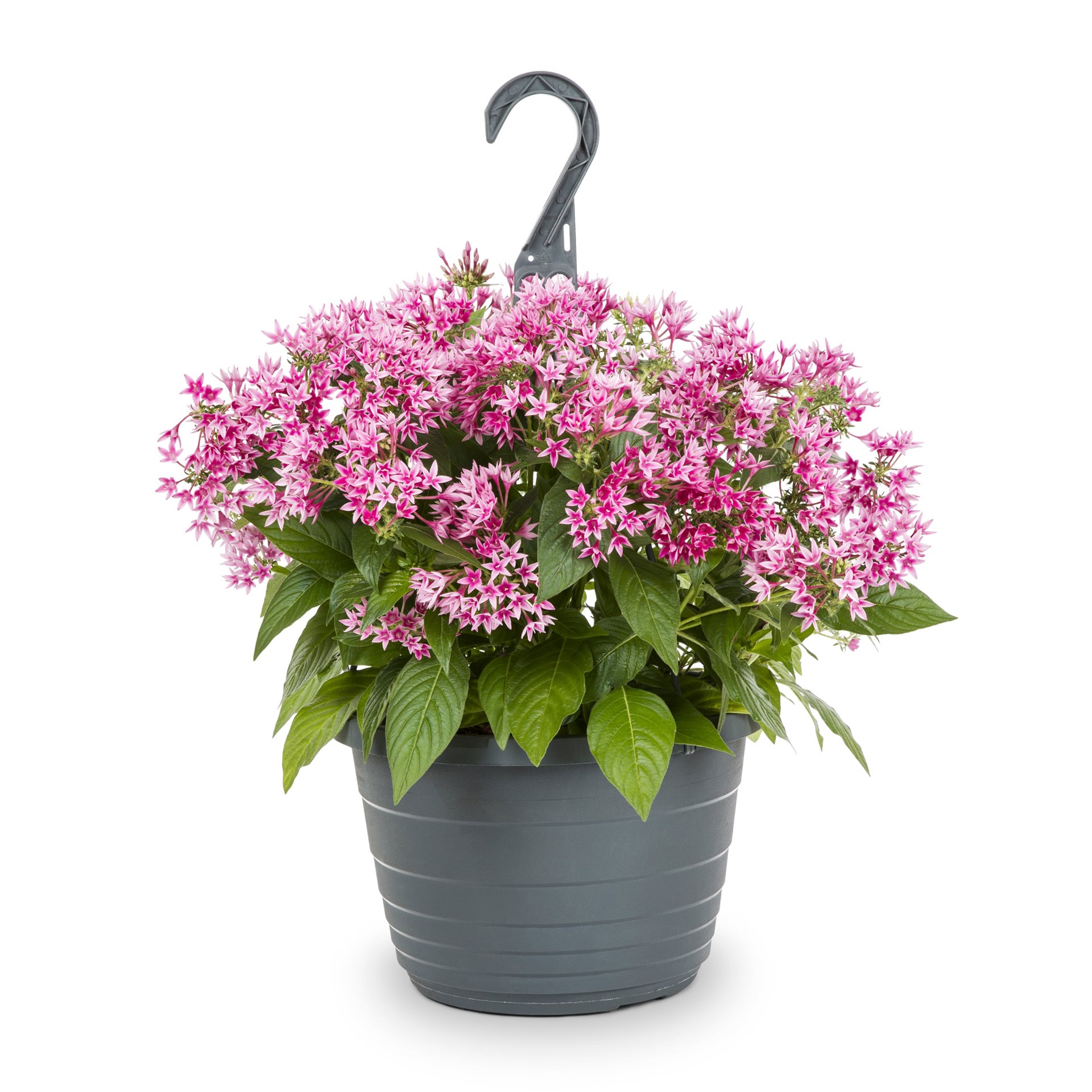 slide 3 of 5, Lowe's Multicolor Pentas in 1.5 Gallon(s) Hanging basket 3 -Pack, 1 ct