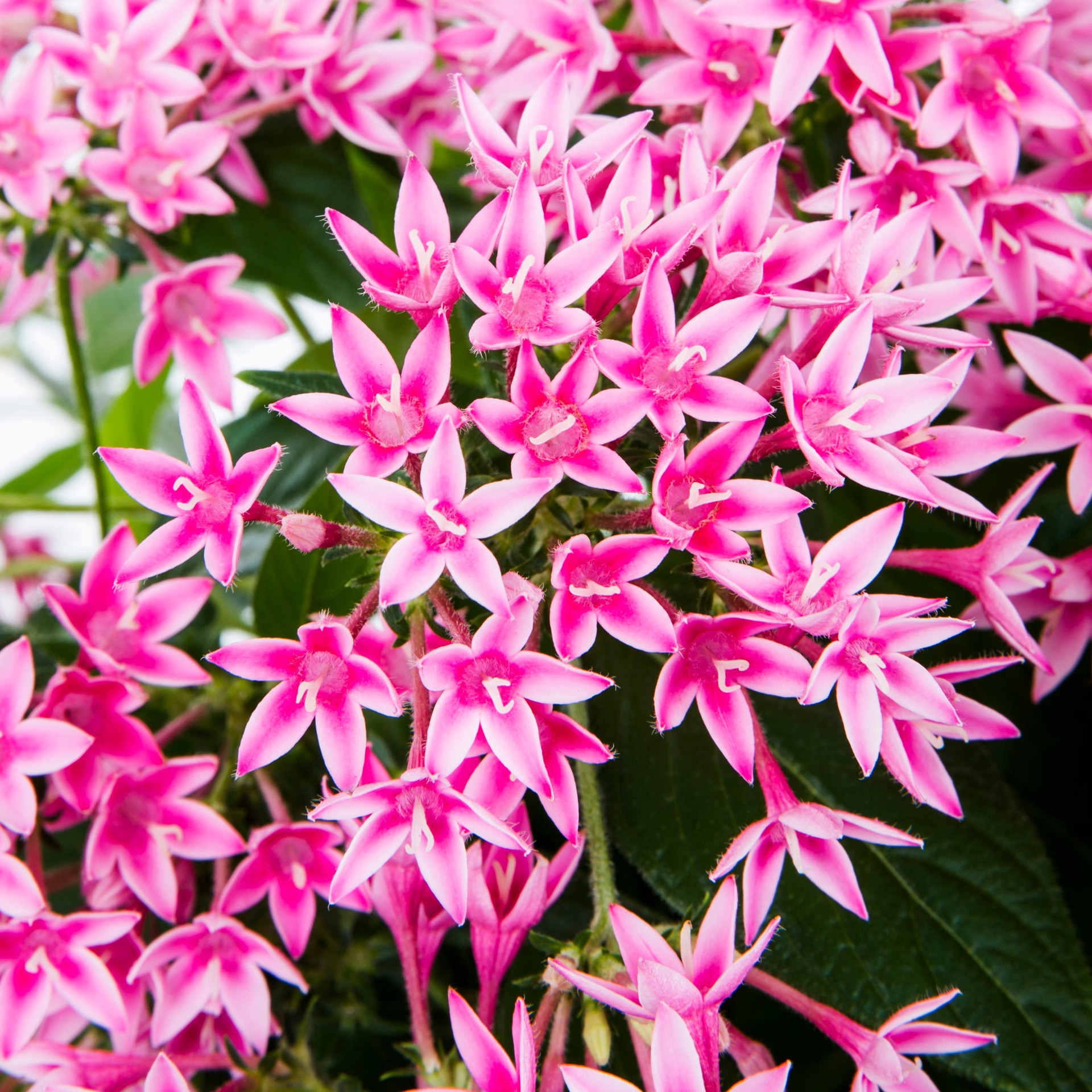 slide 4 of 5, Lowe's Multicolor Pentas in 1.5 Gallon(s) Hanging basket 3 -Pack, 1 ct