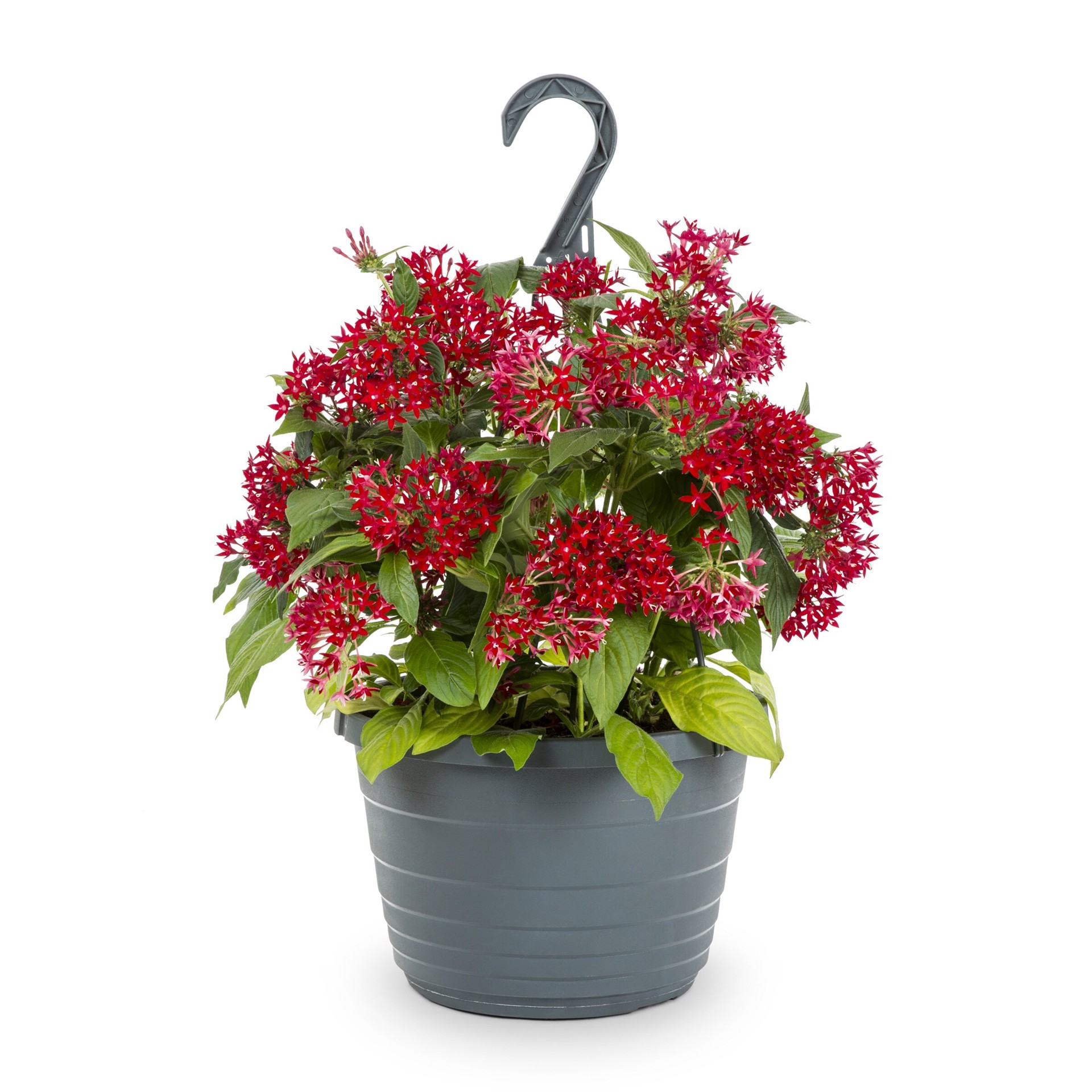 slide 5 of 5, Lowe's Multicolor Pentas in 1.5 Gallon(s) Hanging basket 3 -Pack, 1 ct