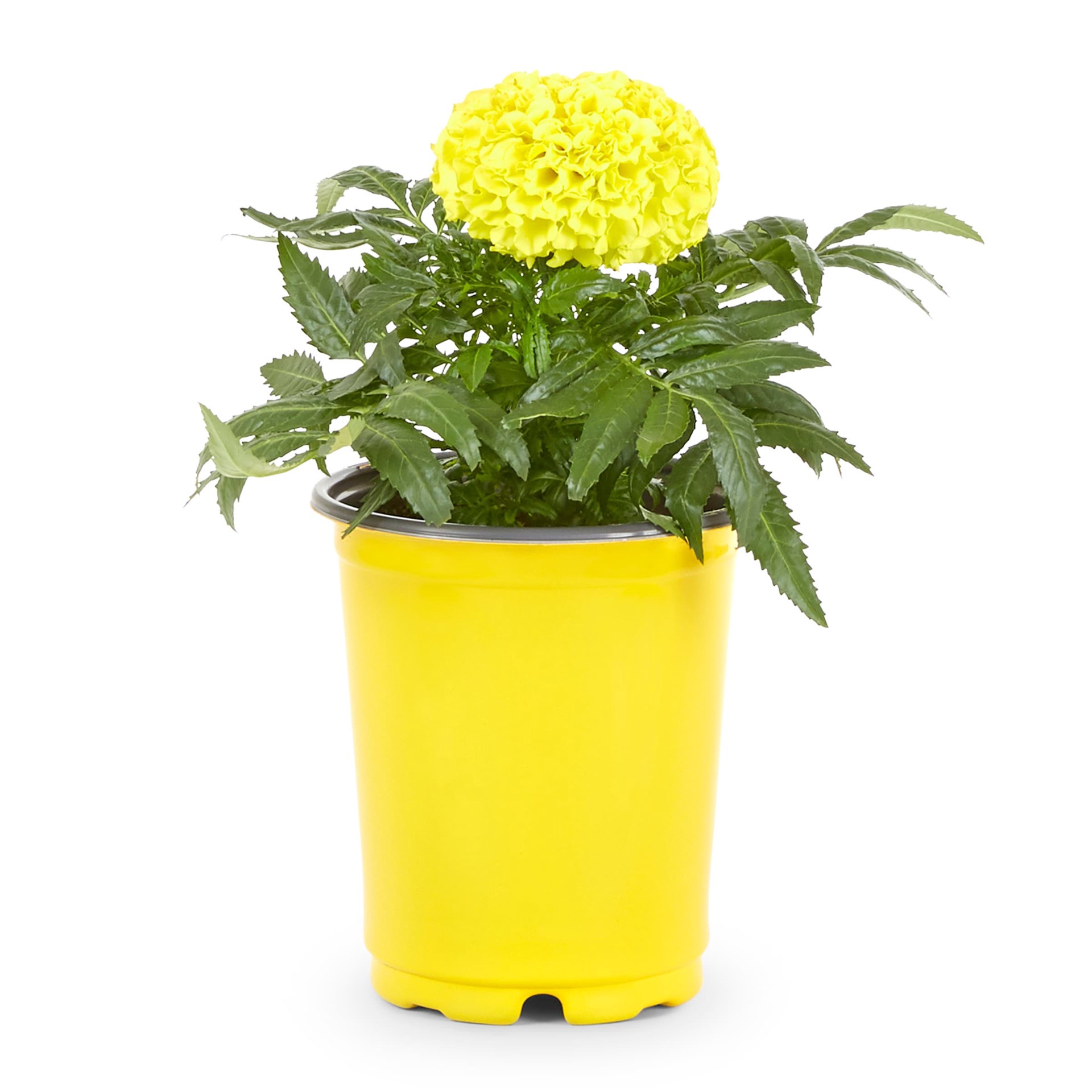 slide 3 of 4, Lowe's Multicolor Marigold in 1-Quart Pot, 1 ct