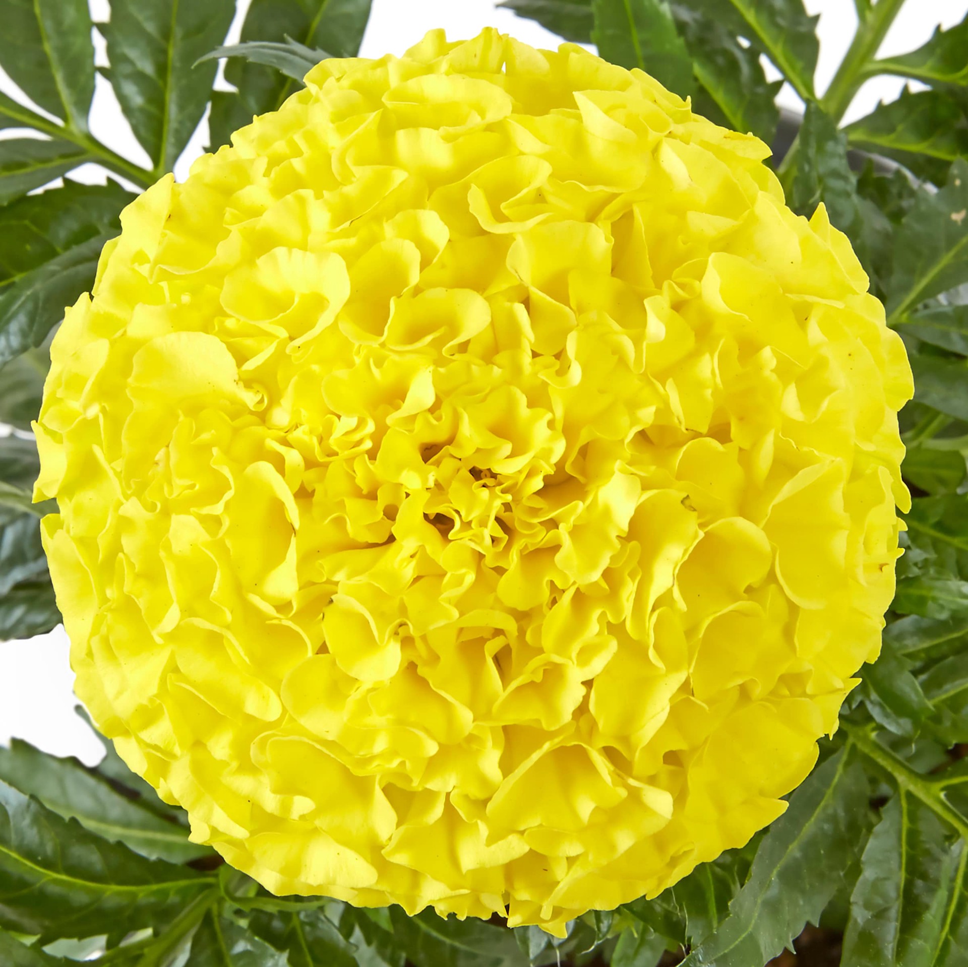 slide 4 of 4, Lowe's Multicolor Marigold in 1-Quart Pot, 1 ct