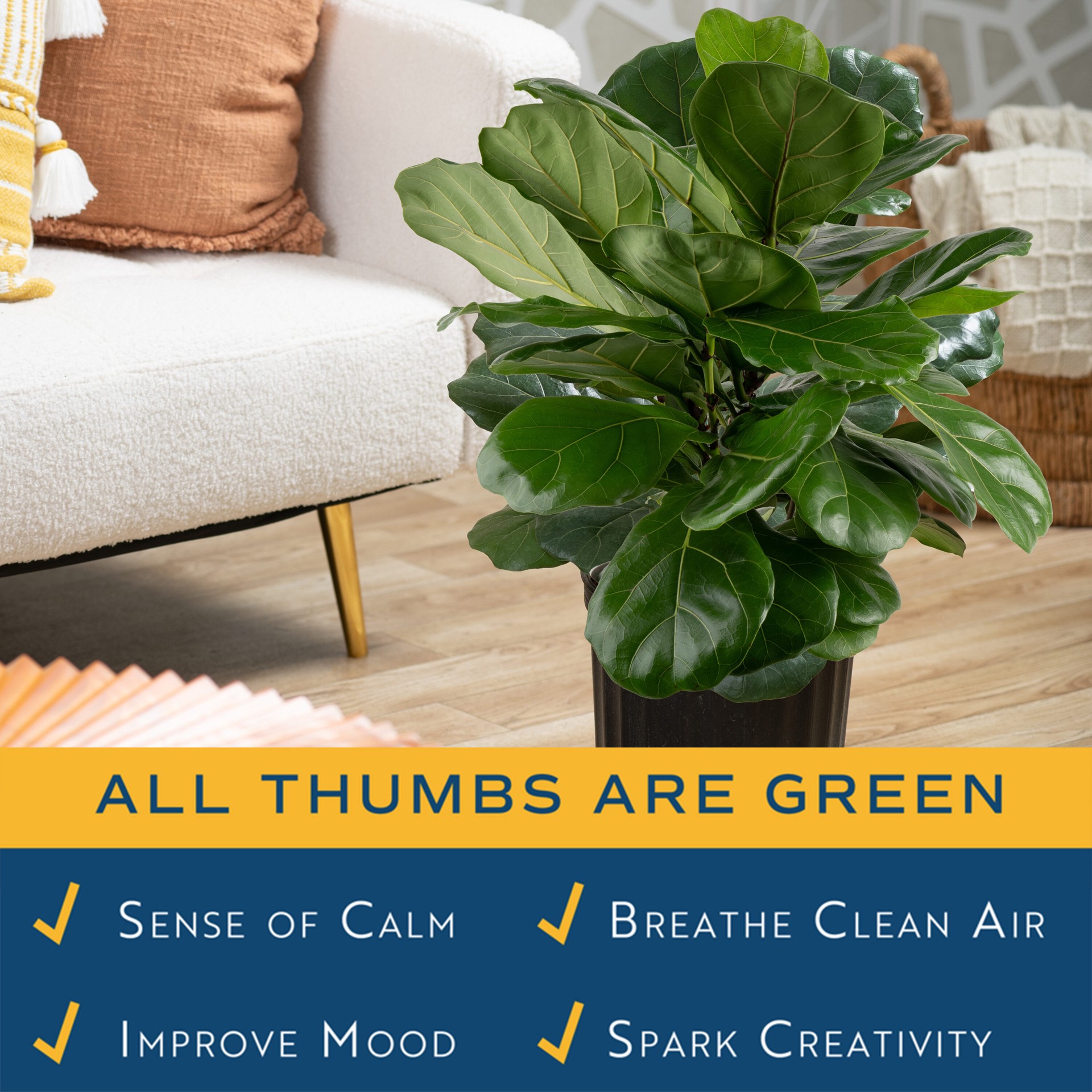 slide 4 of 6, Lowe's Fiddleleaf Fig House plant in 1.72 Gallon(s) Pot 1 -Pack, 1 ct