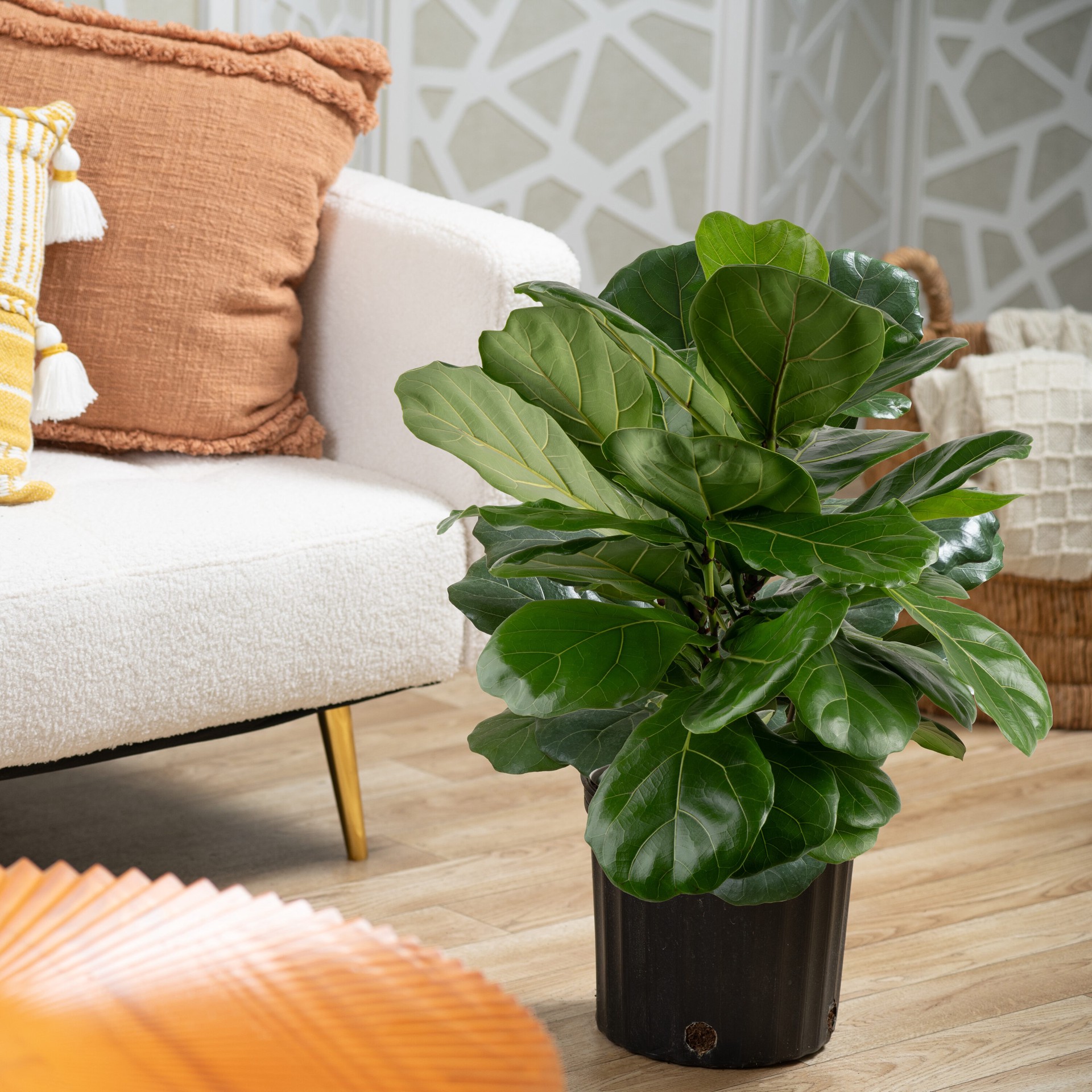 slide 5 of 6, Lowe's Fiddleleaf Fig House plant in 1.72 Gallon(s) Pot 1 -Pack, 1 ct