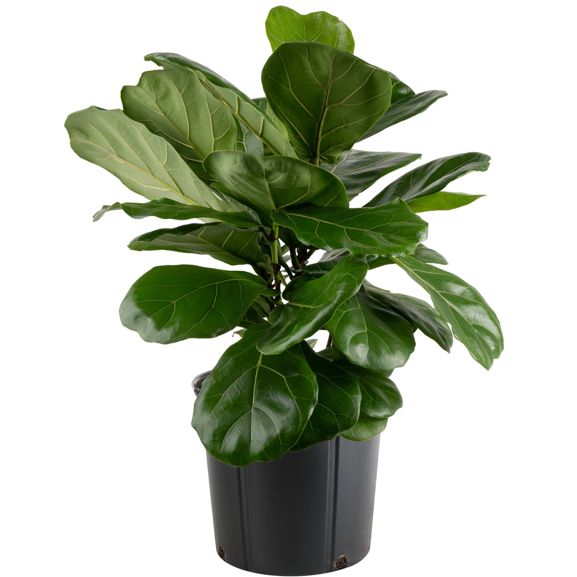 slide 1 of 6, Lowe's Fiddleleaf Fig House plant in 1.72 Gallon(s) Pot 1 -Pack, 1 ct
