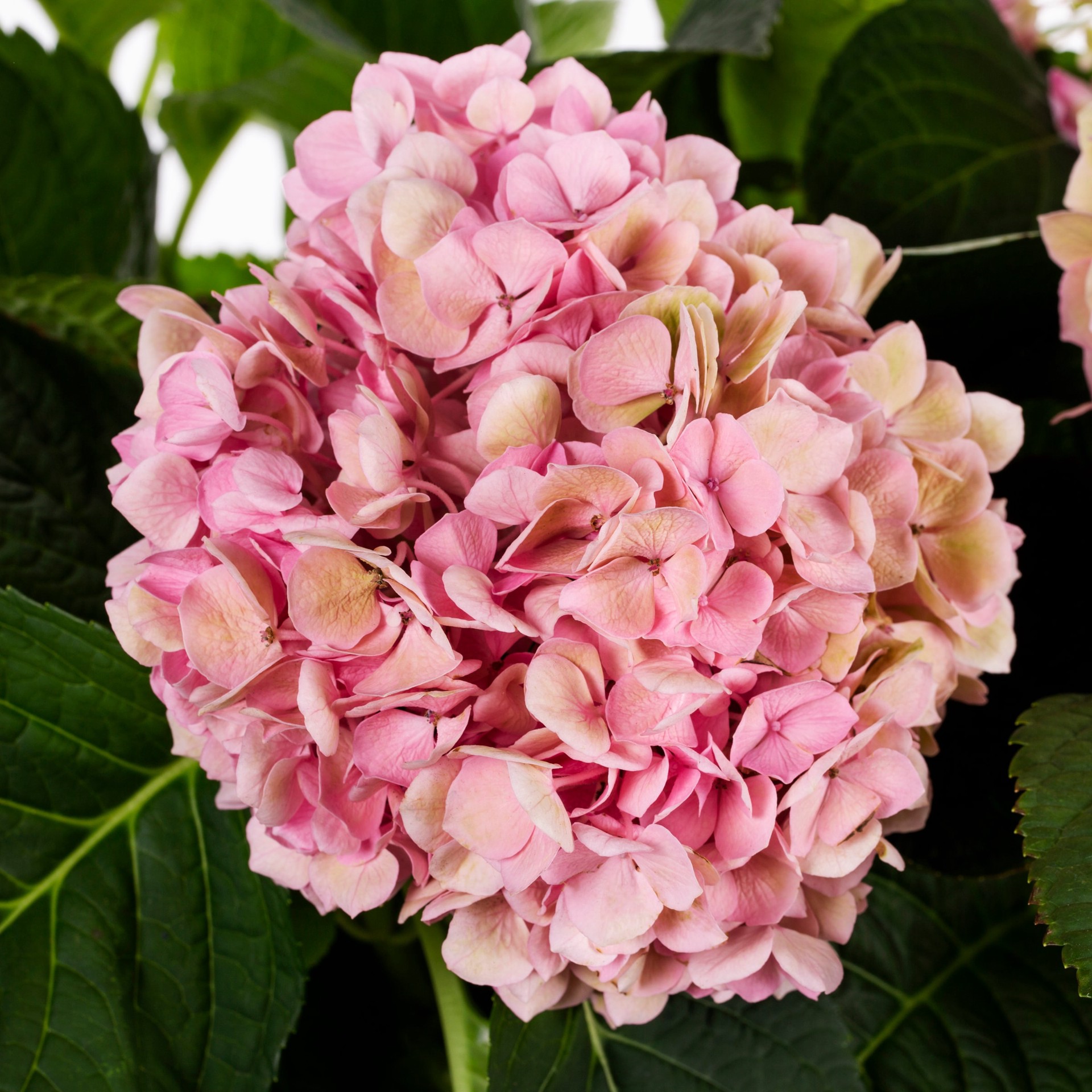 slide 2 of 3, Lowe's Hydrangea Shrub in 2.5 -Quart, 1 ct