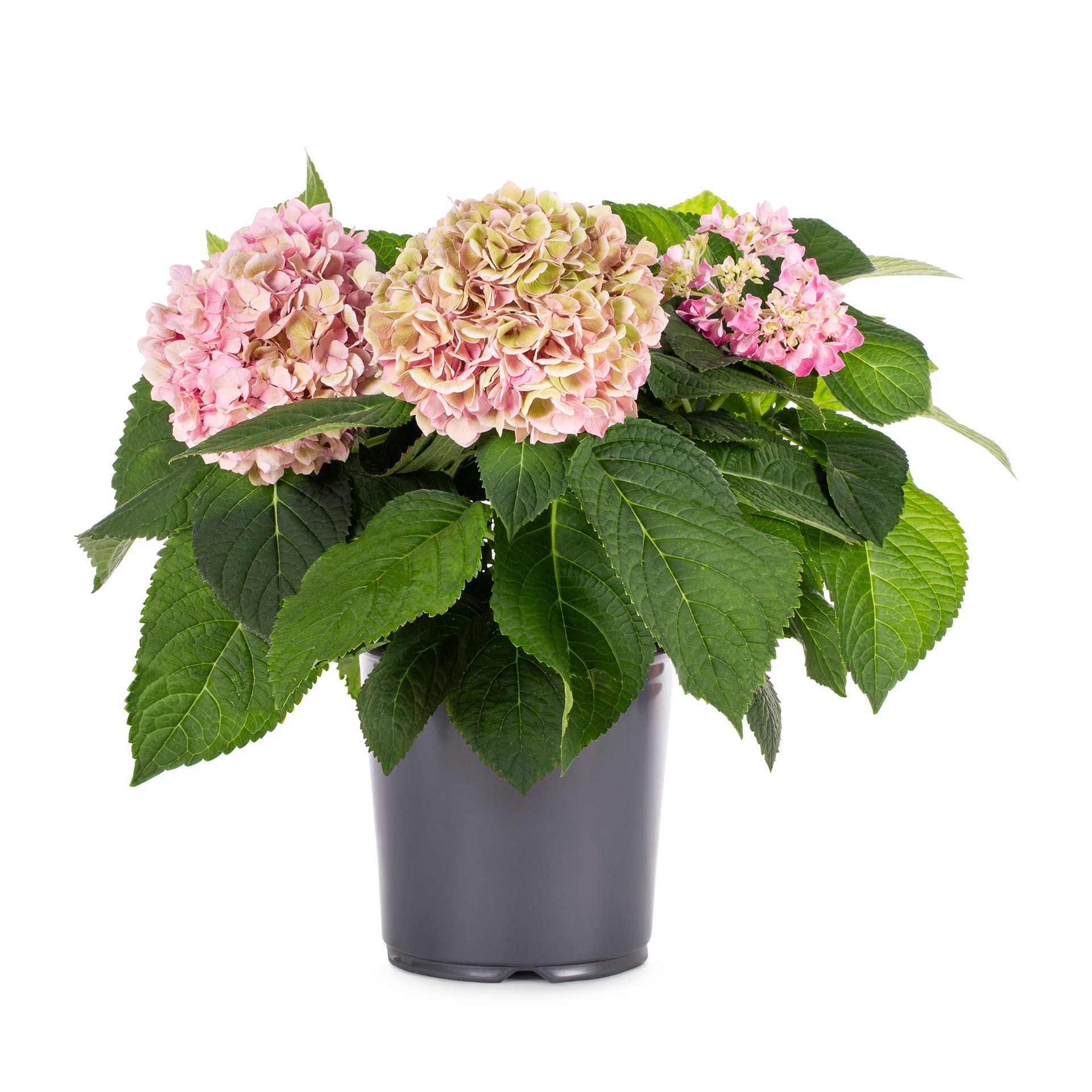 slide 1 of 3, Lowe's Hydrangea Shrub in 2.5 -Quart, 1 ct