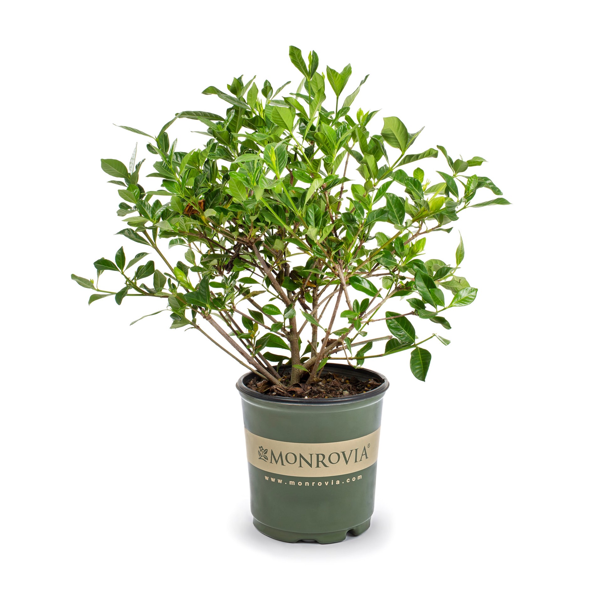 slide 1 of 4, Monrovia August Beauty Gardenia Flowering Shrub in 1.73 -Gallon Pot 1 -Pack with White Blooms, 1 ct