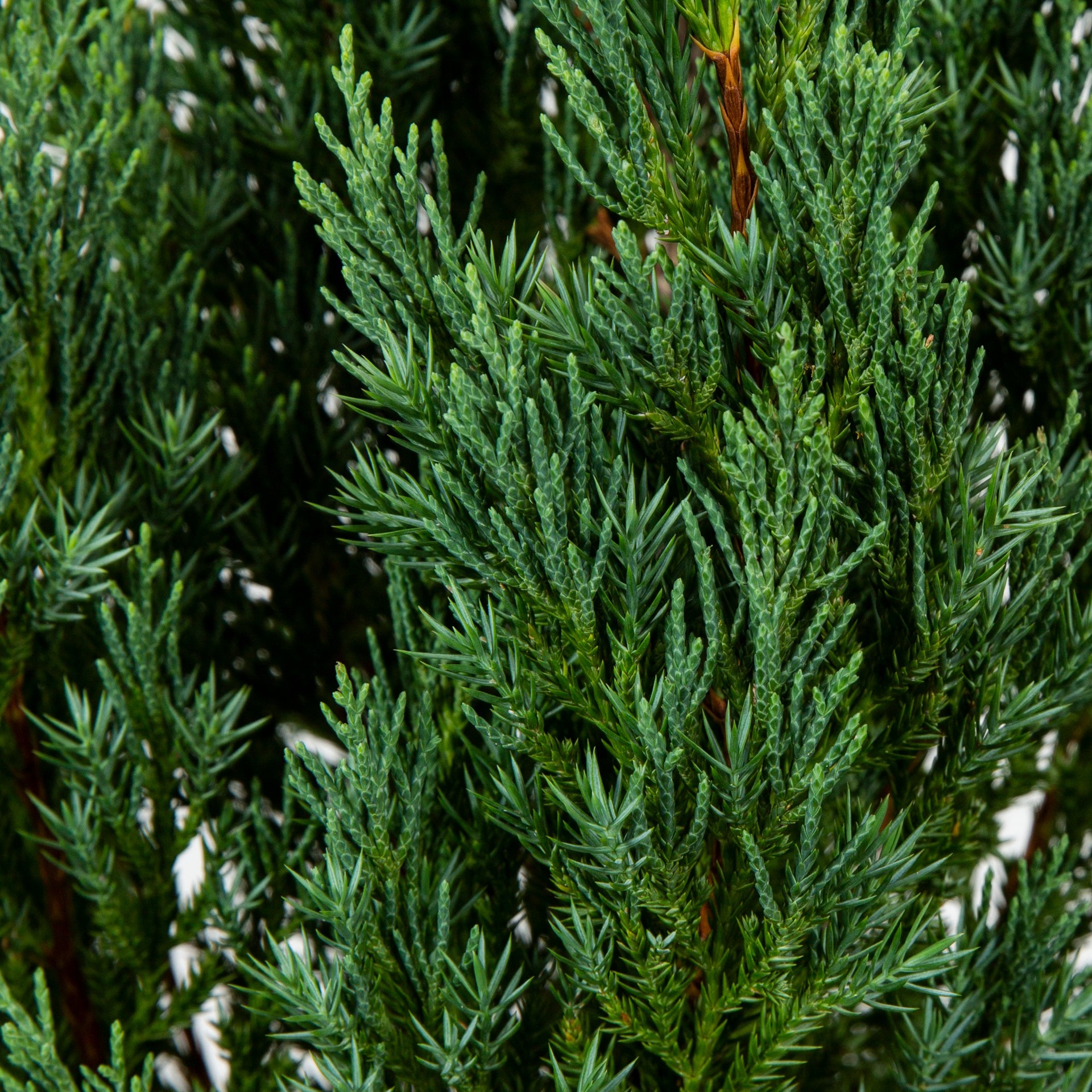 slide 2 of 4, Lowe's Spiral Blue Point Juniper Accent Shrub in 3.58 -Gallon Pot 1 -Pack, 1 ct