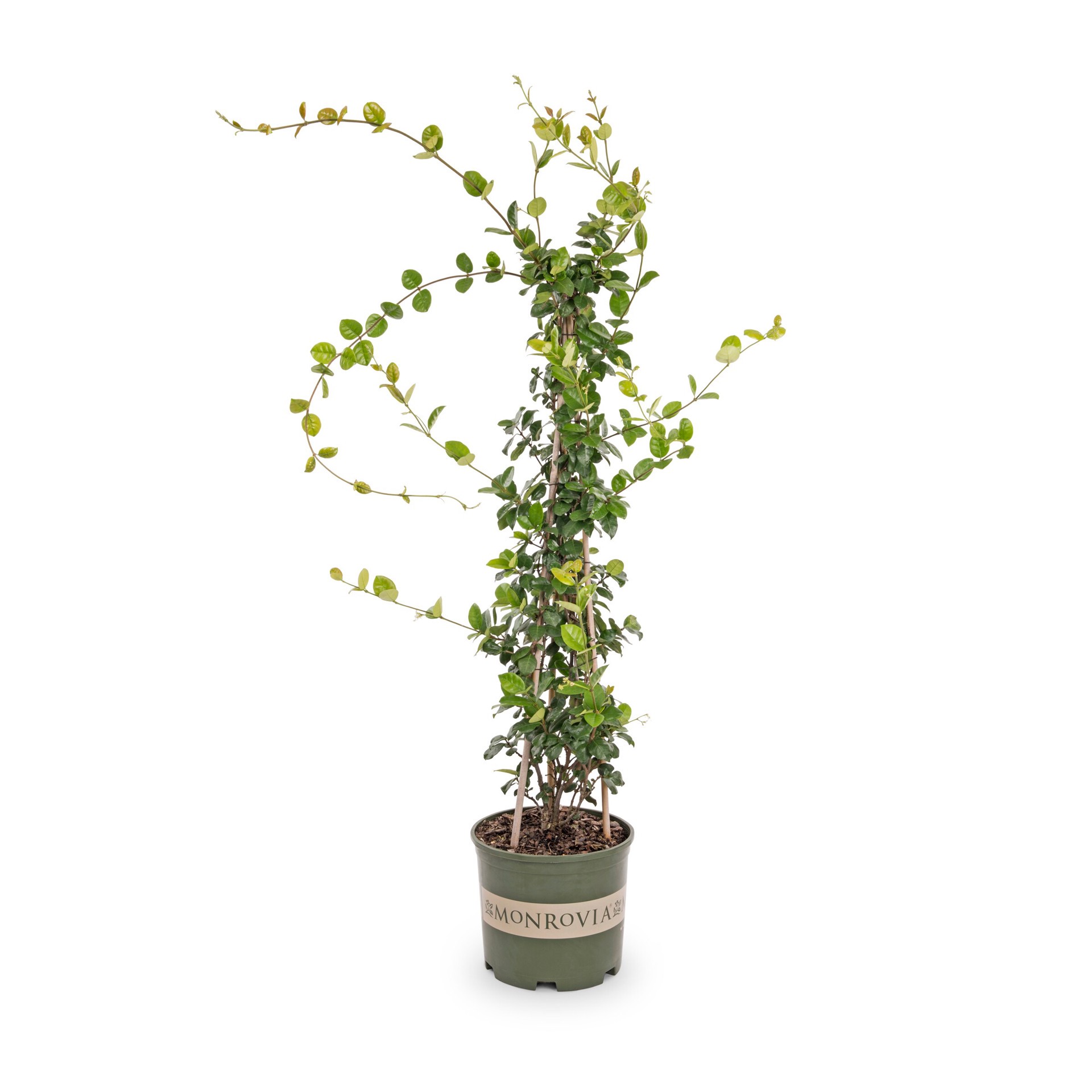 slide 1 of 4, Monrovia 1.73 -Gallon Pot Star Jasmine L3067, 1 ct
