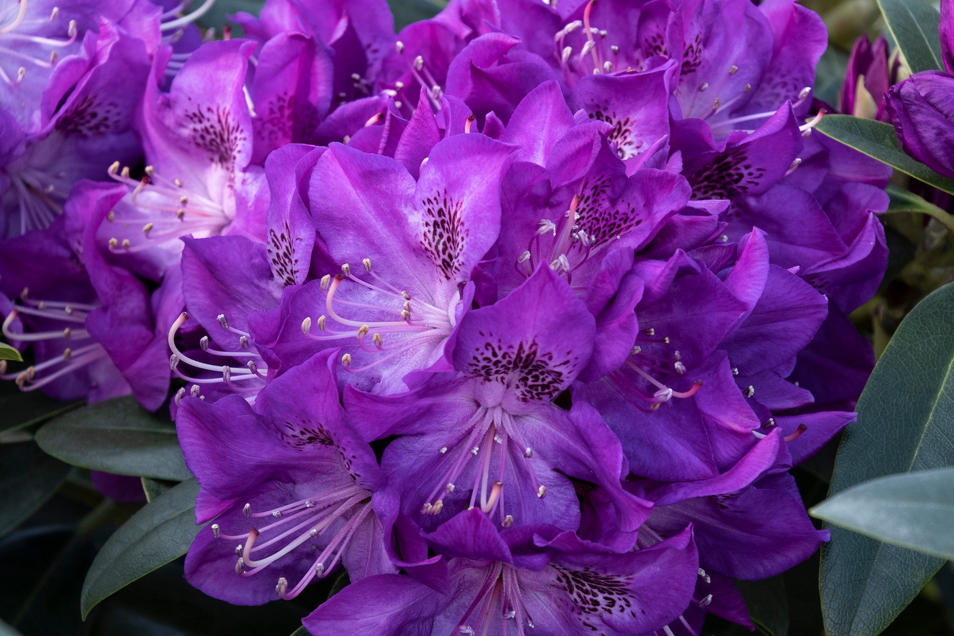 slide 2 of 3, Monrovia Florence Parks Rhododendron Foundation/Hedge Shrub in 1.73 -Gallon Pot 1 -Pack with Purple Blooms, 1 ct