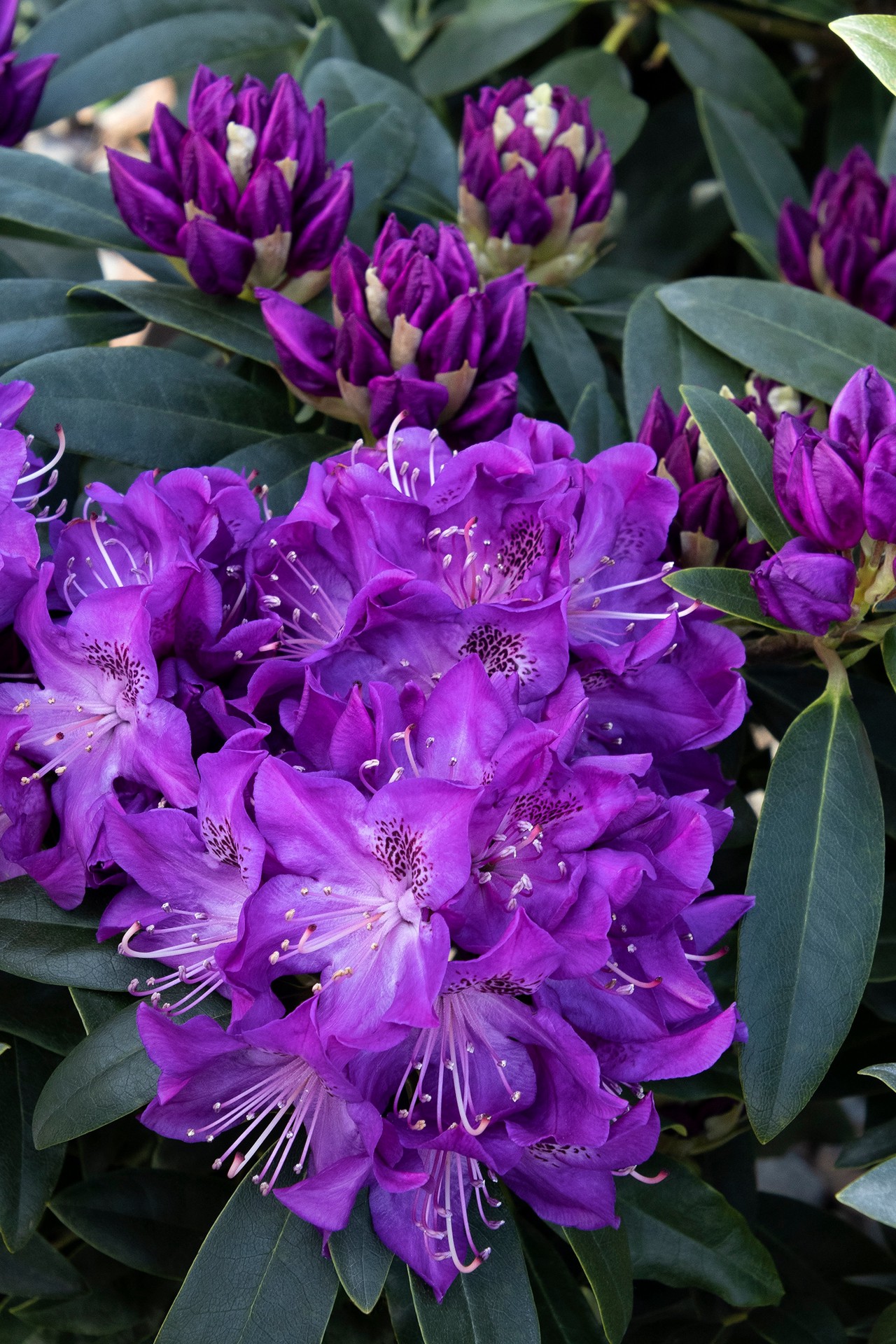 slide 3 of 3, Monrovia Florence Parks Rhododendron Foundation/Hedge Shrub in 1.73 -Gallon Pot 1 -Pack with Purple Blooms, 1 ct