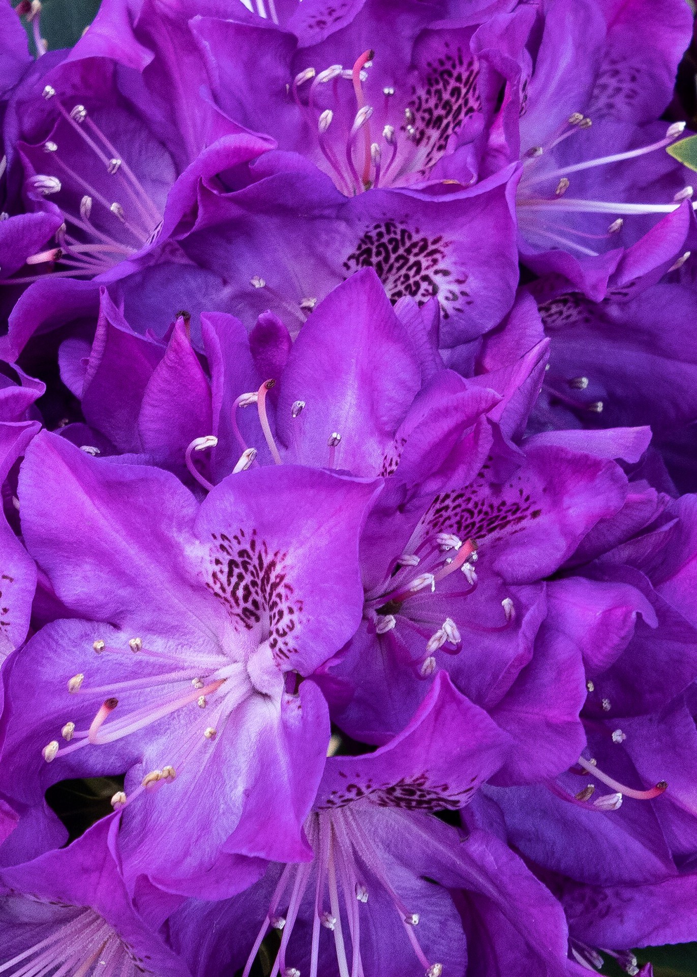 slide 1 of 3, Monrovia Florence Parks Rhododendron Foundation/Hedge Shrub in 1.73 -Gallon Pot 1 -Pack with Purple Blooms, 1 ct