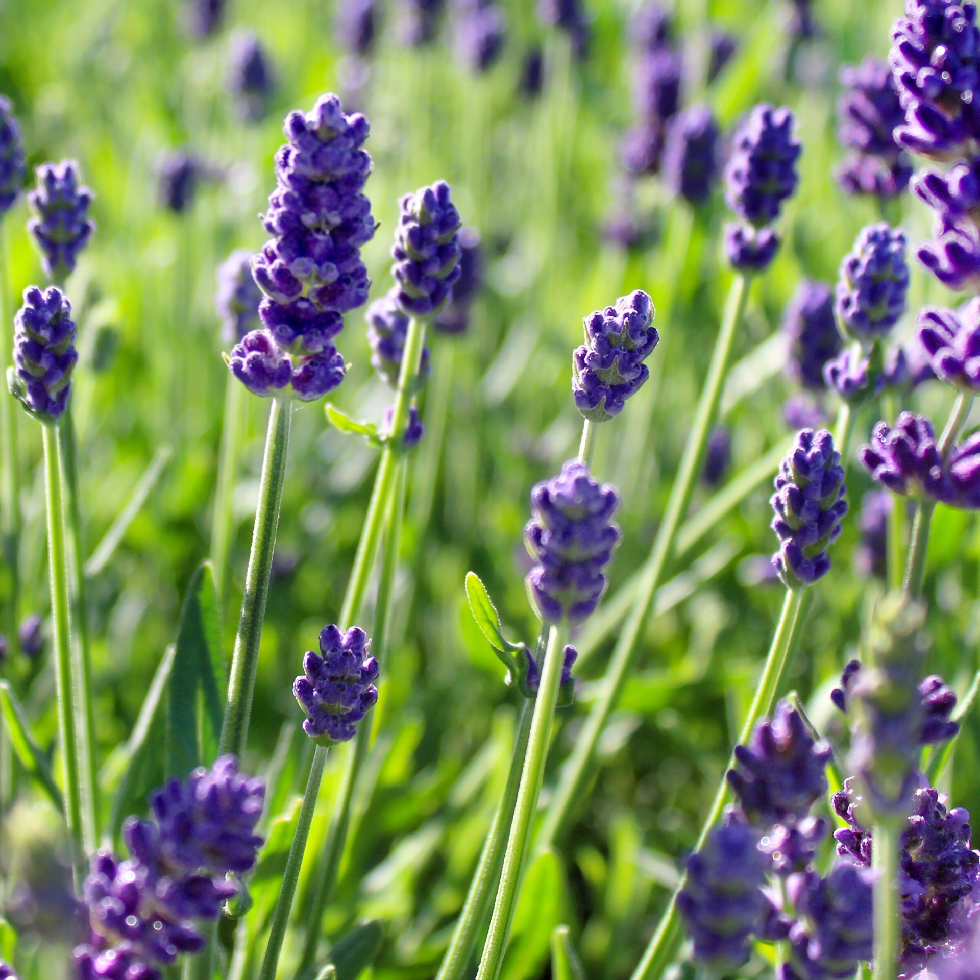 slide 2 of 4, Lowe's Multicolor Lavandula Plant in 3 -Quart Pot 1 -Pack, 1 ct