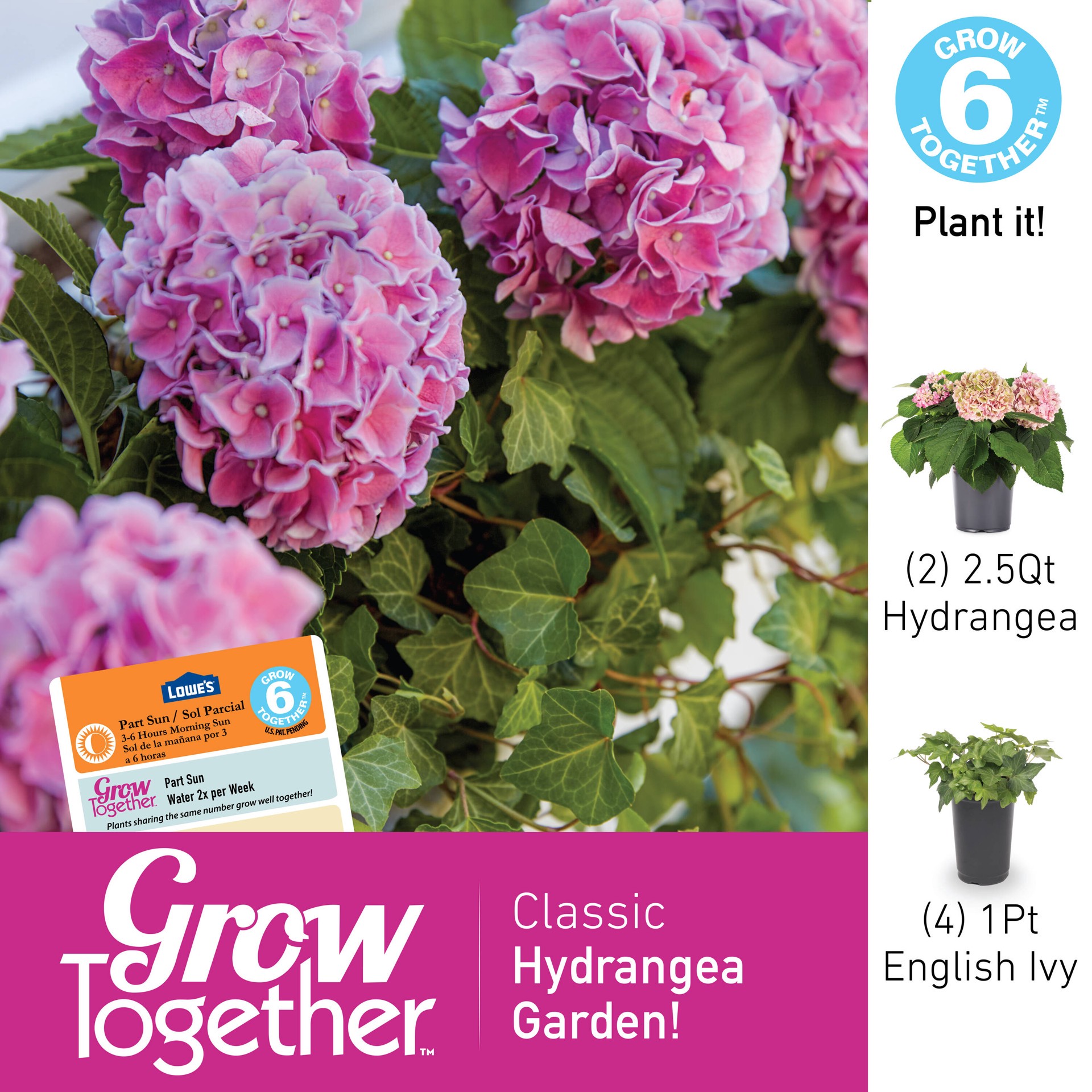 slide 3 of 3, Lowe's Hydrangea Shrub in 2.25 -Gallon, 1 ct