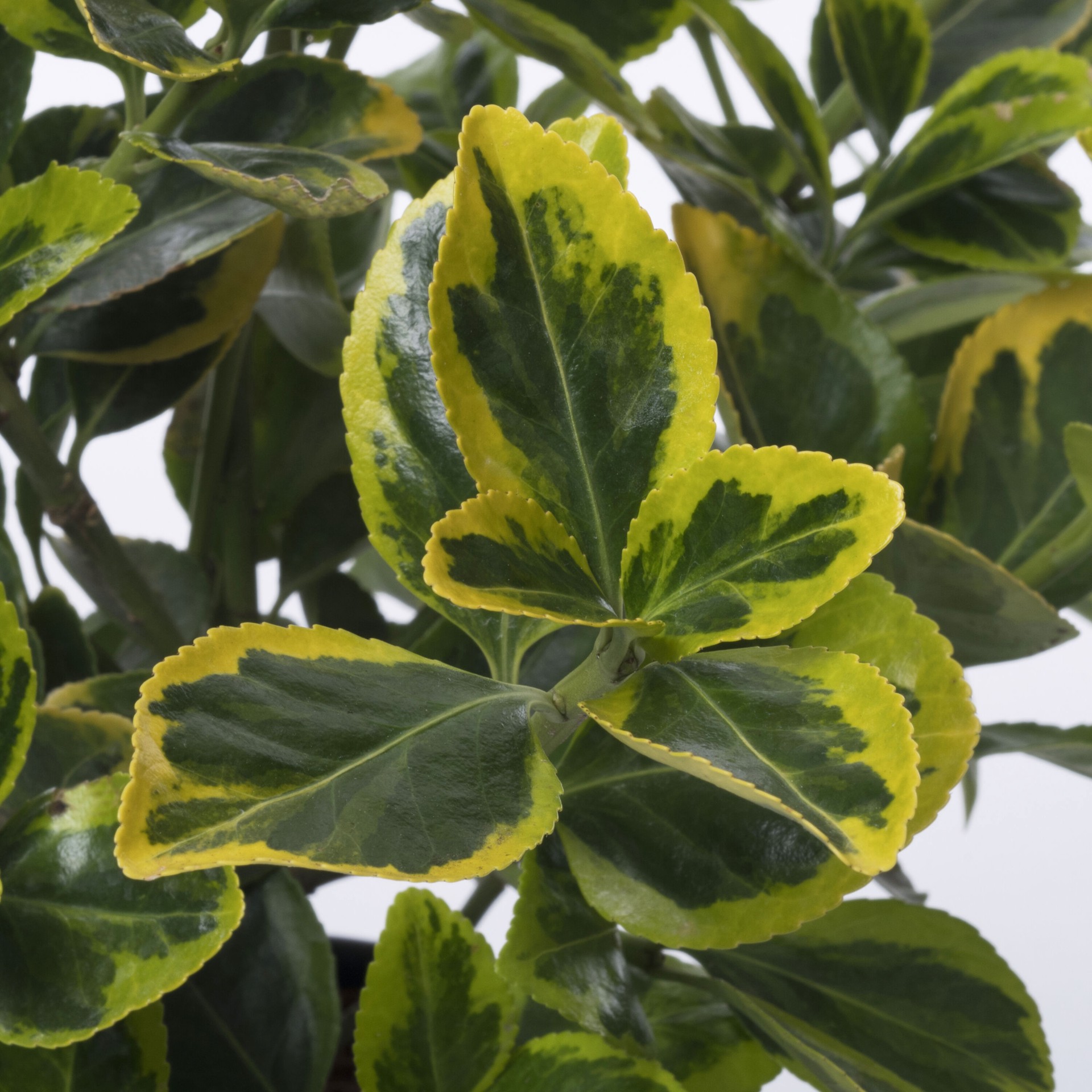 slide 2 of 4, Lowe's Burning Bush Foundation/Hedge Shrub in 9.16 -Gallon Pot 1 -Pack with Yellow Blooms, 1 ct