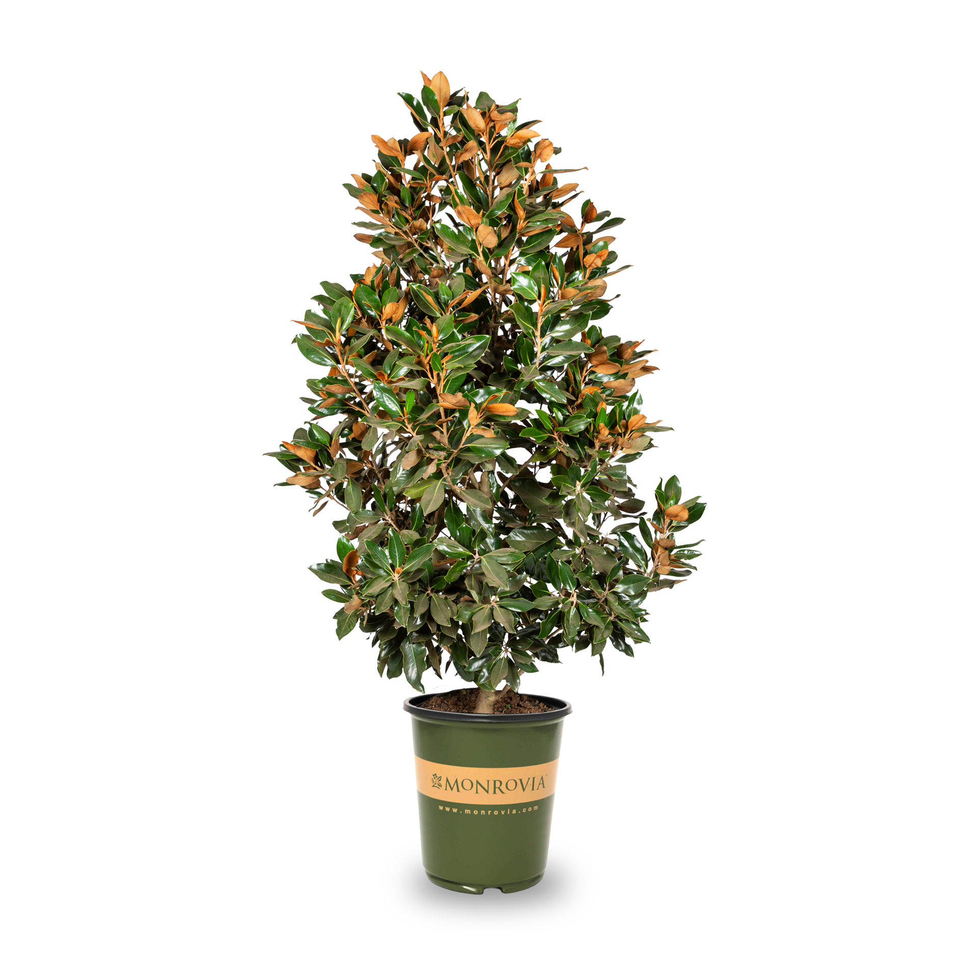 slide 1 of 4, Monrovia 3.58 -Gallon White Flowering Bracken's Brown Beauty Magnolia In pot (with soil), 1 ct