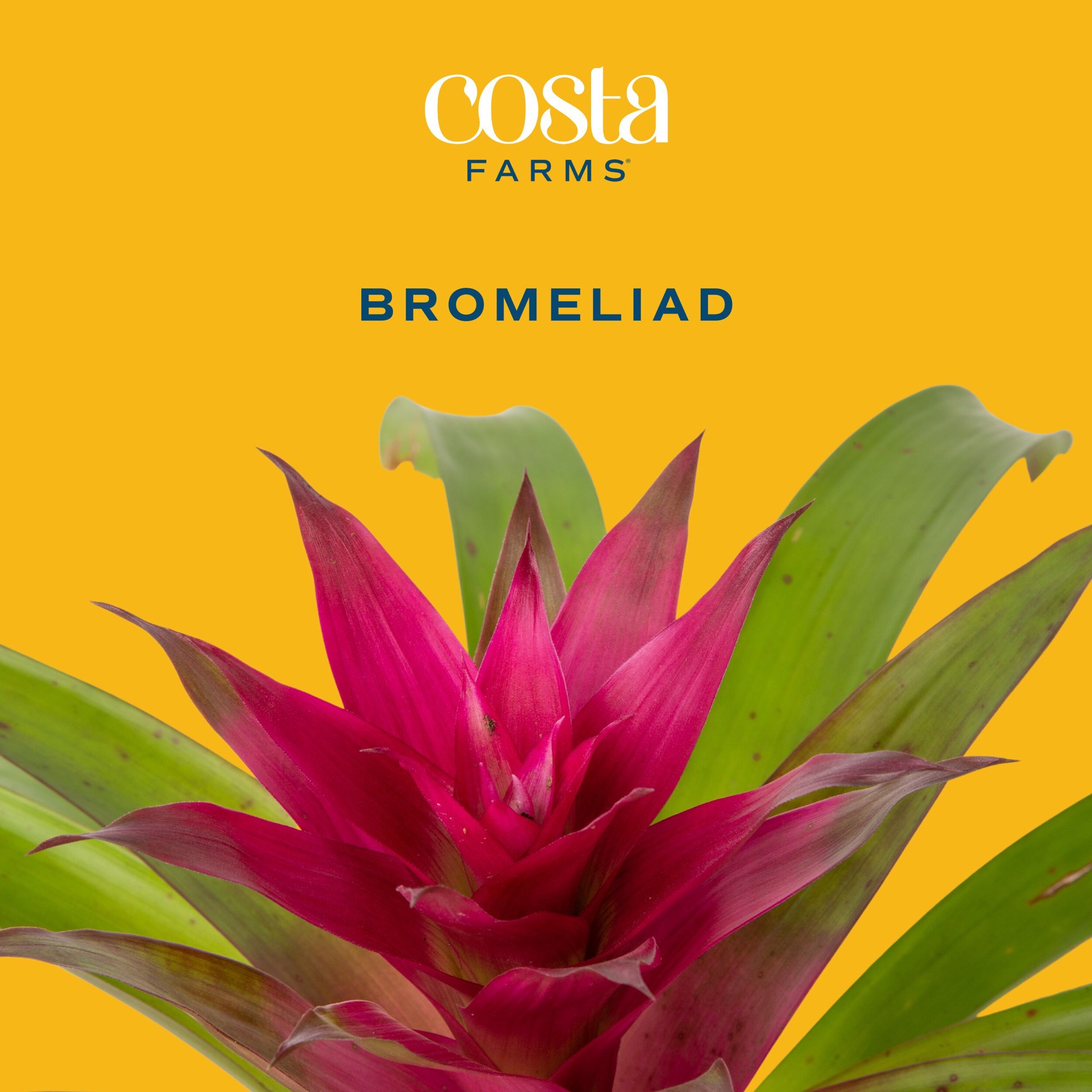 slide 2 of 6, Costa Farms Mixed Specialty Asstd. Bromeliad House plant in 1.5 Gallon(s) Pot 2 -Pack, 1 ct