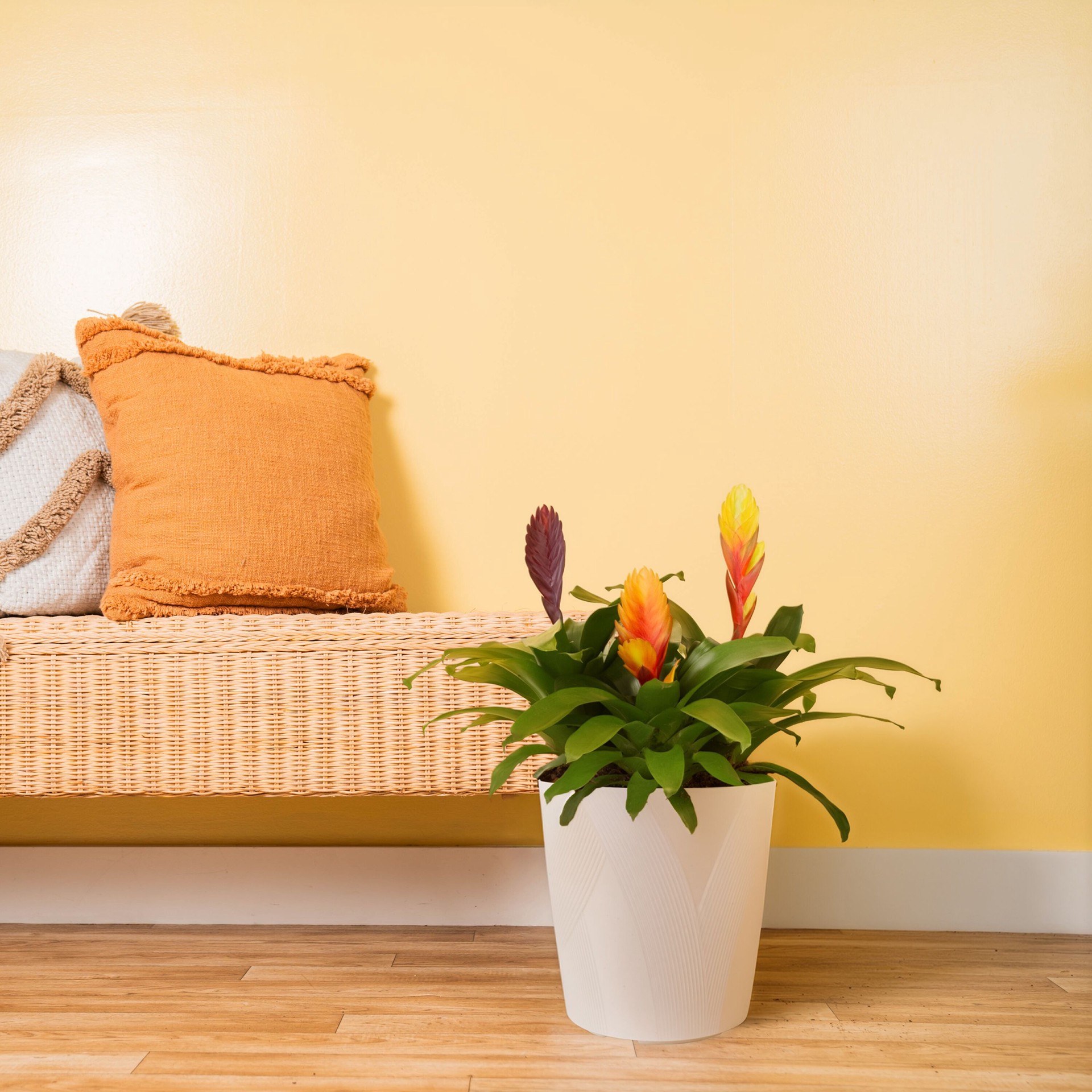 slide 3 of 6, Costa Farms Mixed Specialty Asstd. Bromeliad House plant in 1.5 Gallon(s) Pot 2 -Pack, 1 ct