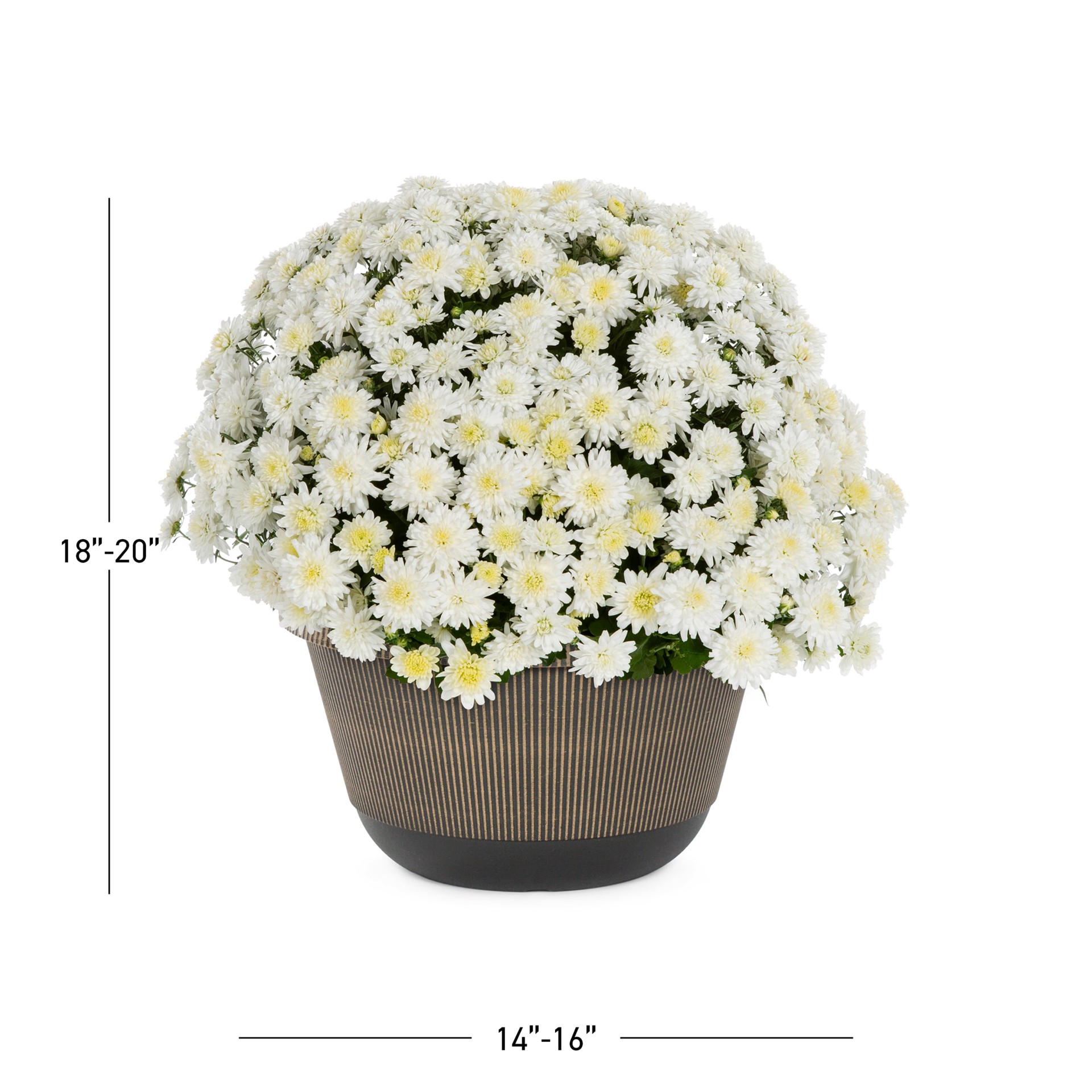 slide 3 of 5, Lowe's White Mum in 2 Gallon(s) Planter 1 -Pack, 1 ct