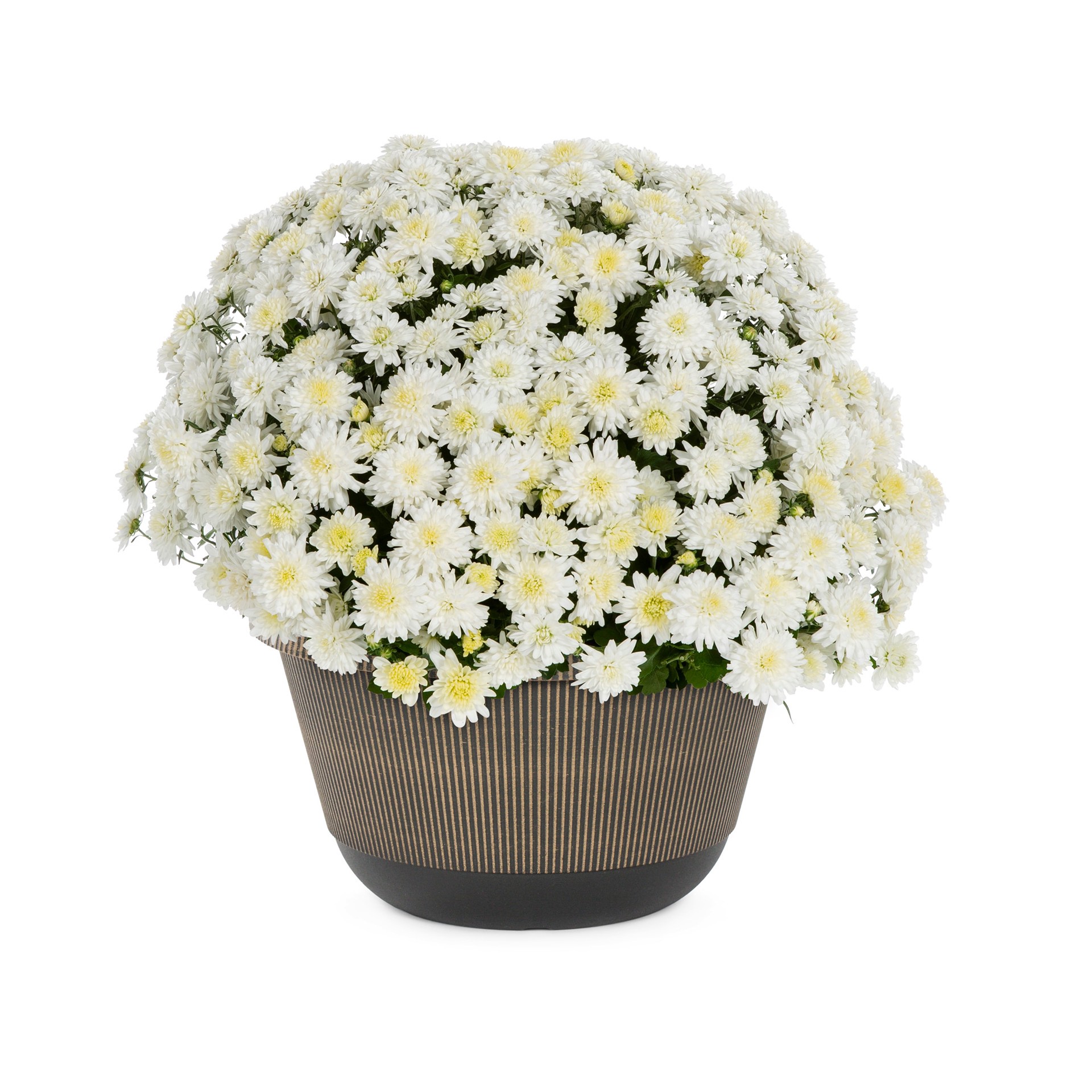 slide 1 of 5, Lowe's White Mum in 2 Gallon(s) Planter 1 -Pack, 1 ct