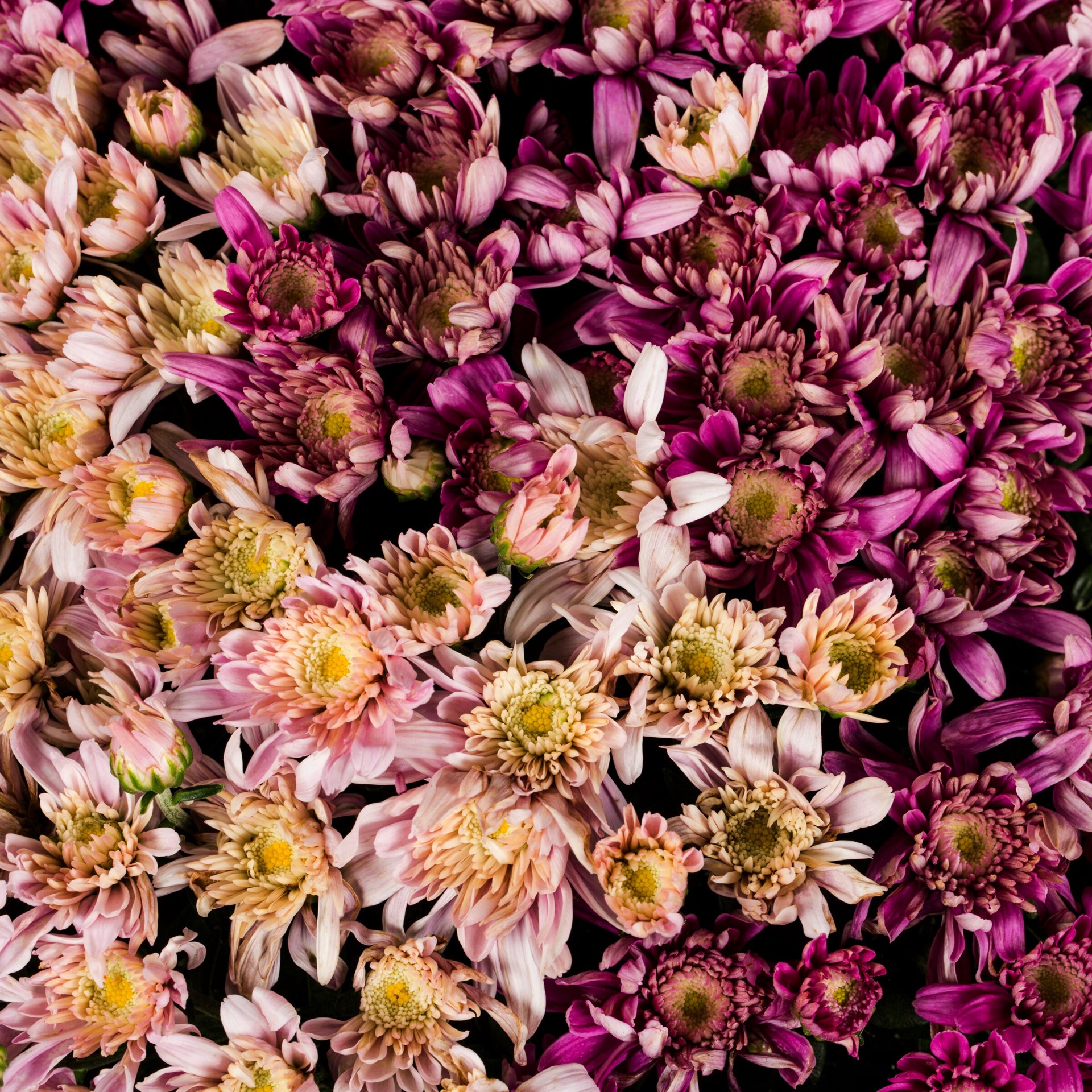 slide 2 of 4, Lowe's Multicolor Mum in 2.5-Gallon Planter, 1 ct