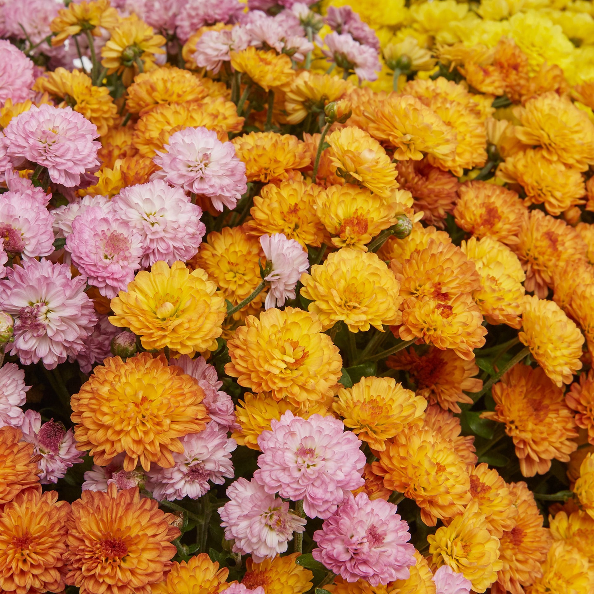 slide 2 of 4, Lowe's Multicolor Mum in 2.5-Gallon Planter, 1 ct