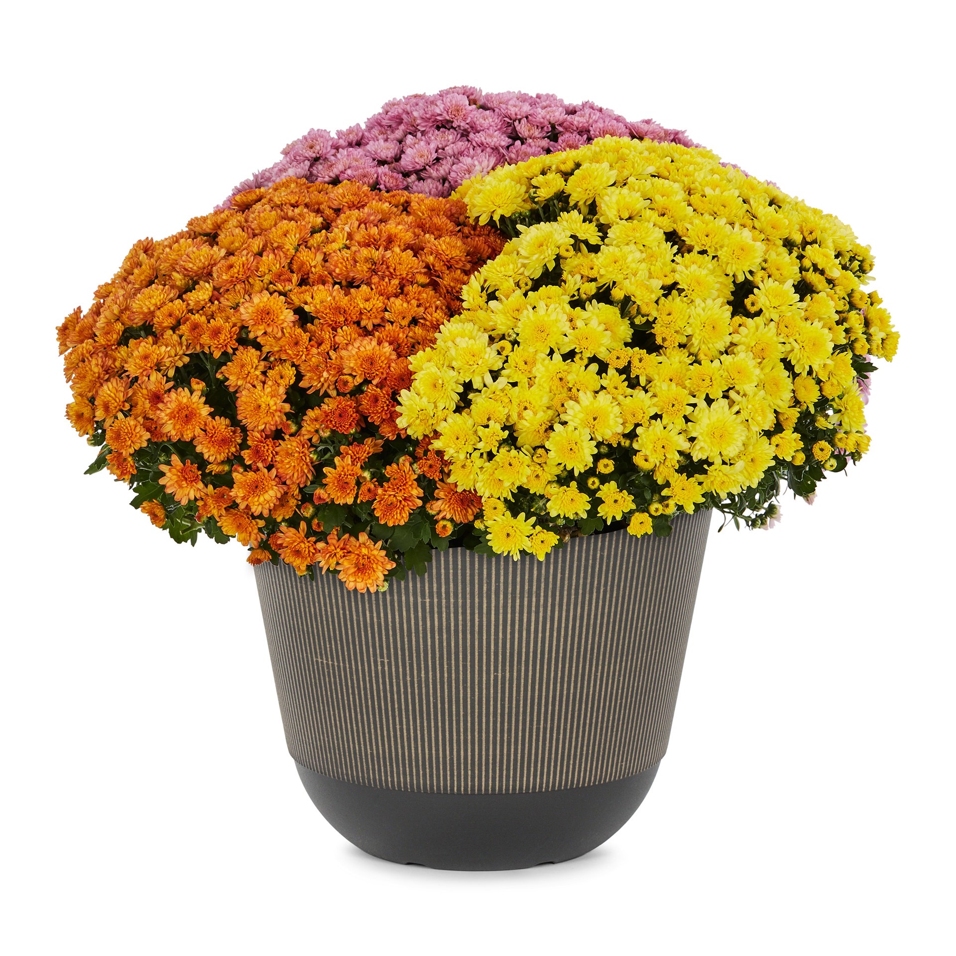 slide 1 of 4, Lowe's Multicolor Mum in 2.5-Gallon Planter, 1 ct