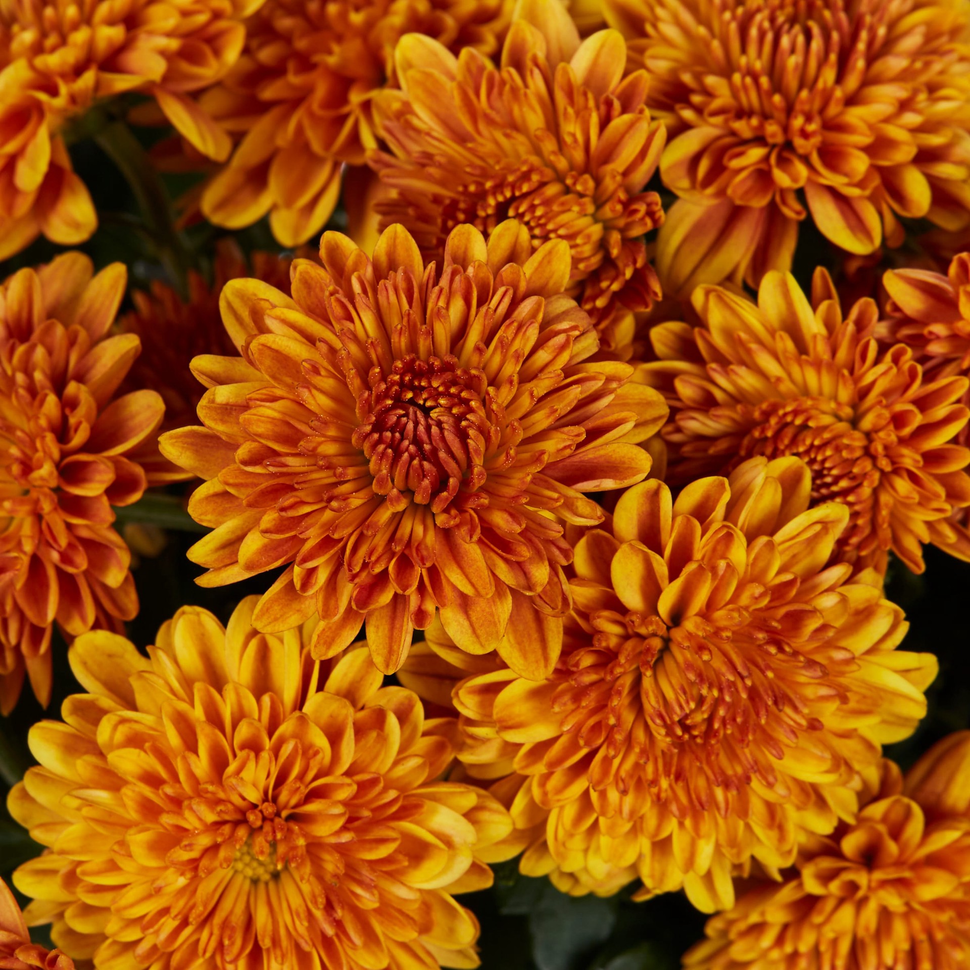 slide 2 of 4, Lowe's Orange Mum in 3.12-Gallon Planter, 1 ct