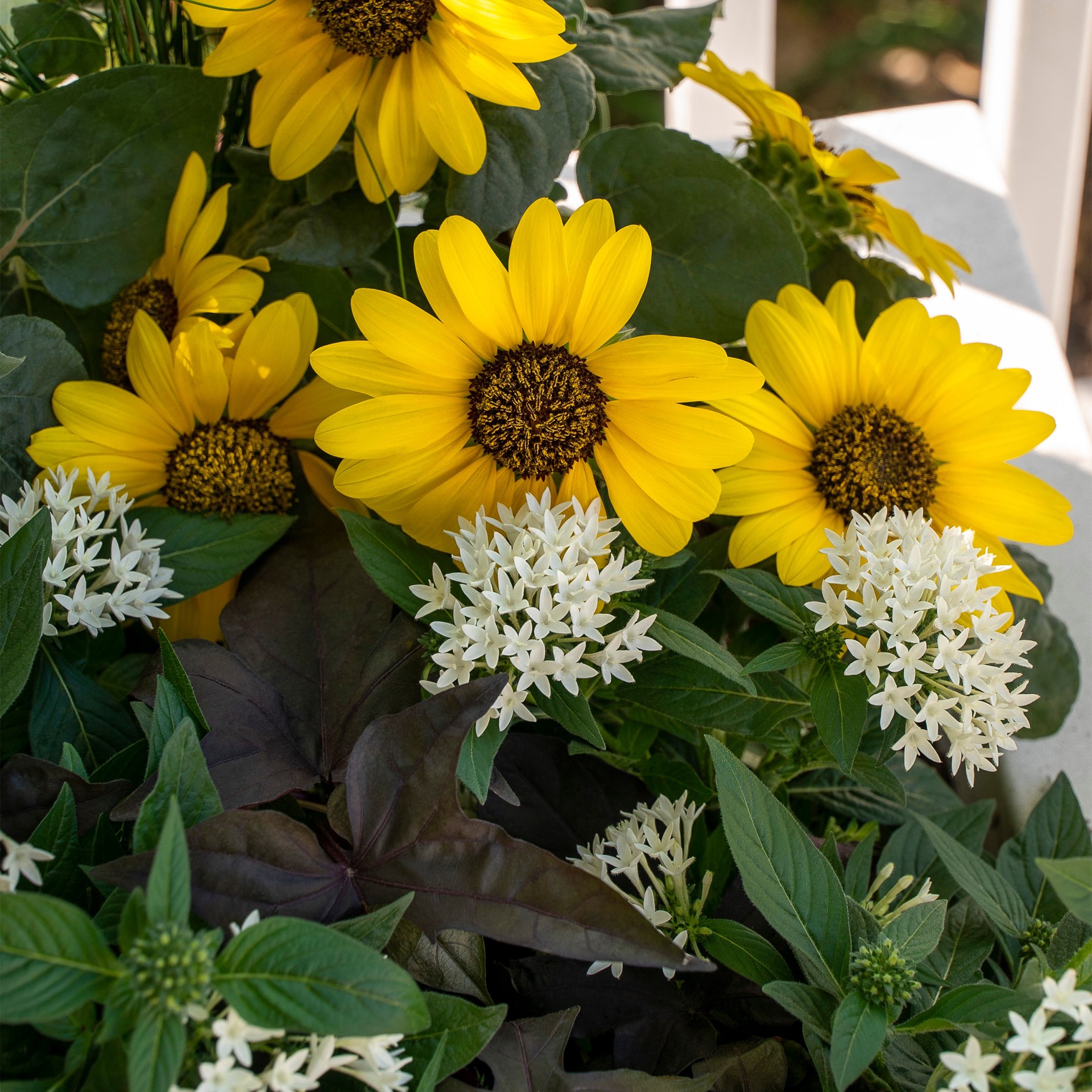 slide 2 of 3, Lowe's Yellow Sunfinity Sunflower in 2.5-Quart Pot, 1 ct