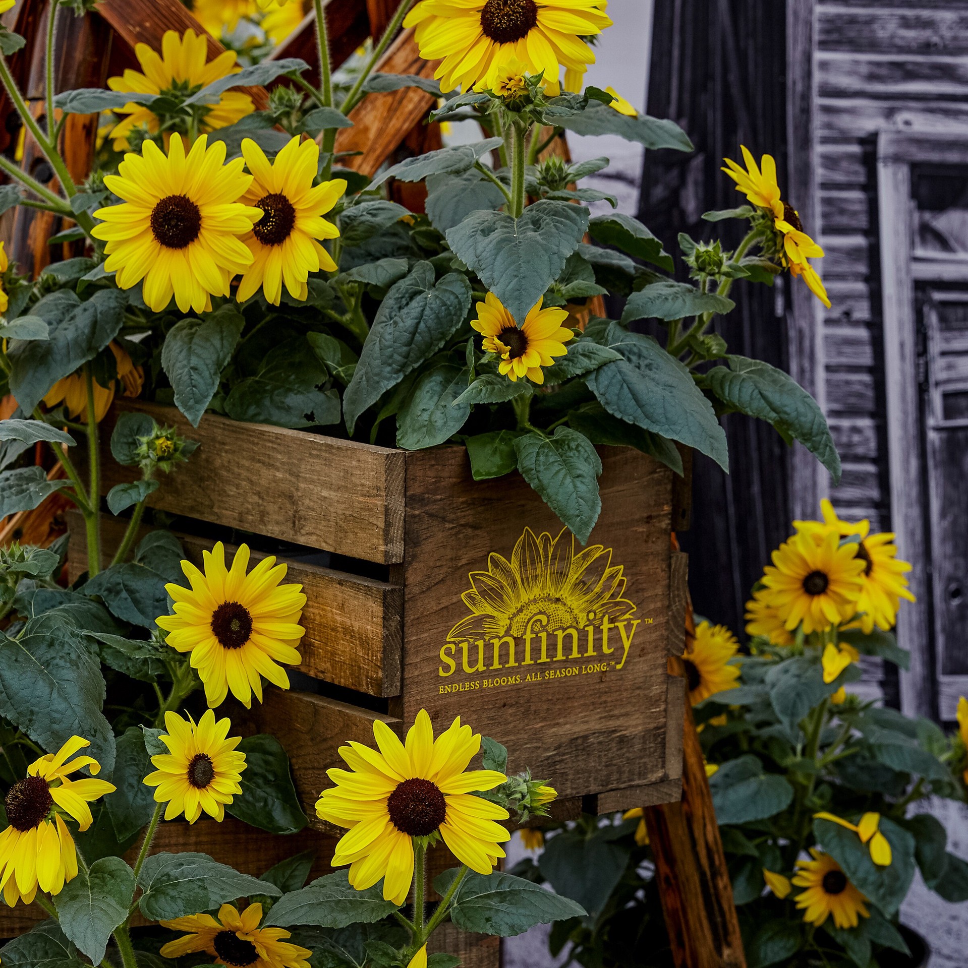 slide 3 of 3, Lowe's Yellow Sunfinity Sunflower in 2.5-Quart Pot, 1 ct